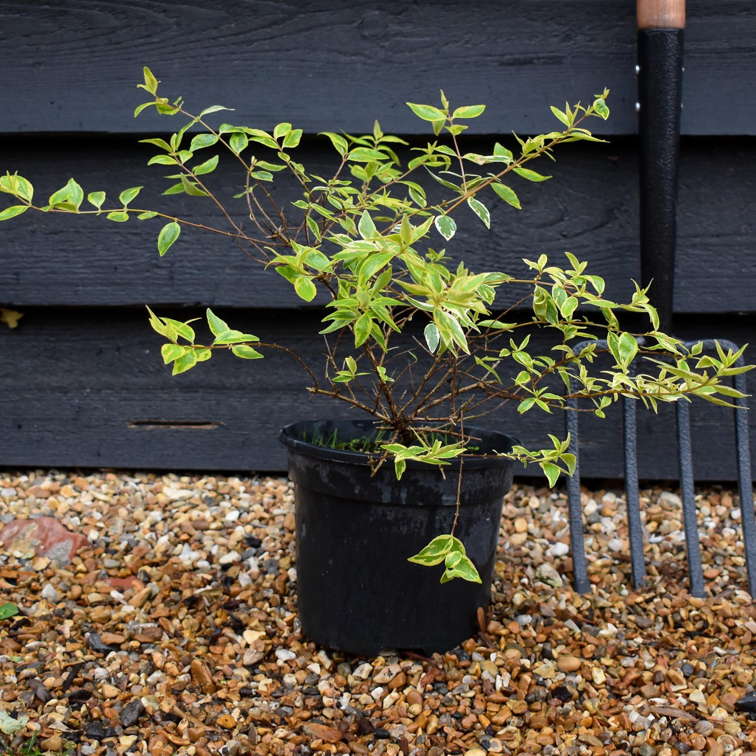 Abelia Radiance - 20-30cm, 3lt