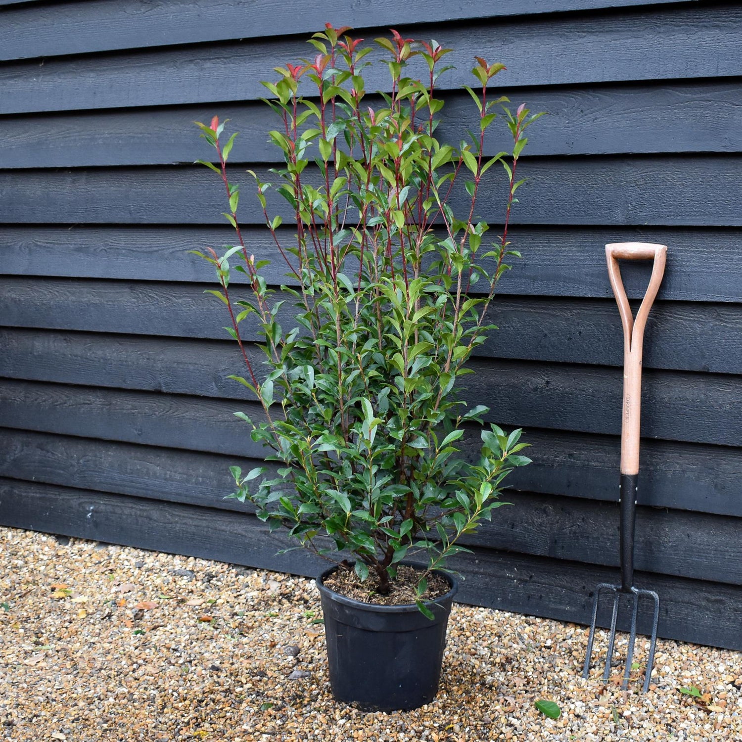 Photinia x fraseri Robusta Compacta - Shrub - Height 120-140cm - 15lt