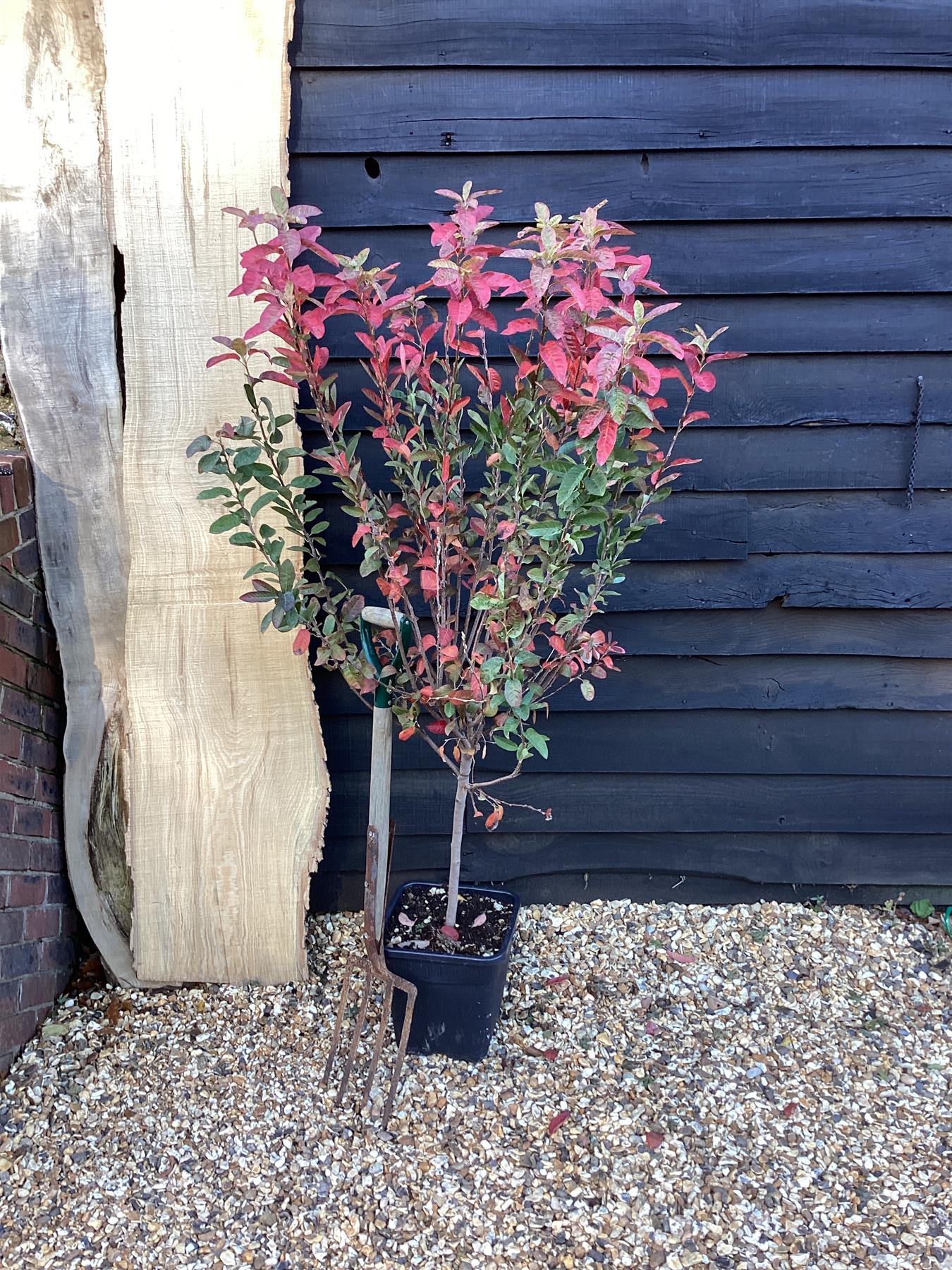 Amelanchier x grandiflora 'Robin Hill' - 1/4 Std - 5cm - 110-120cm, 15lt