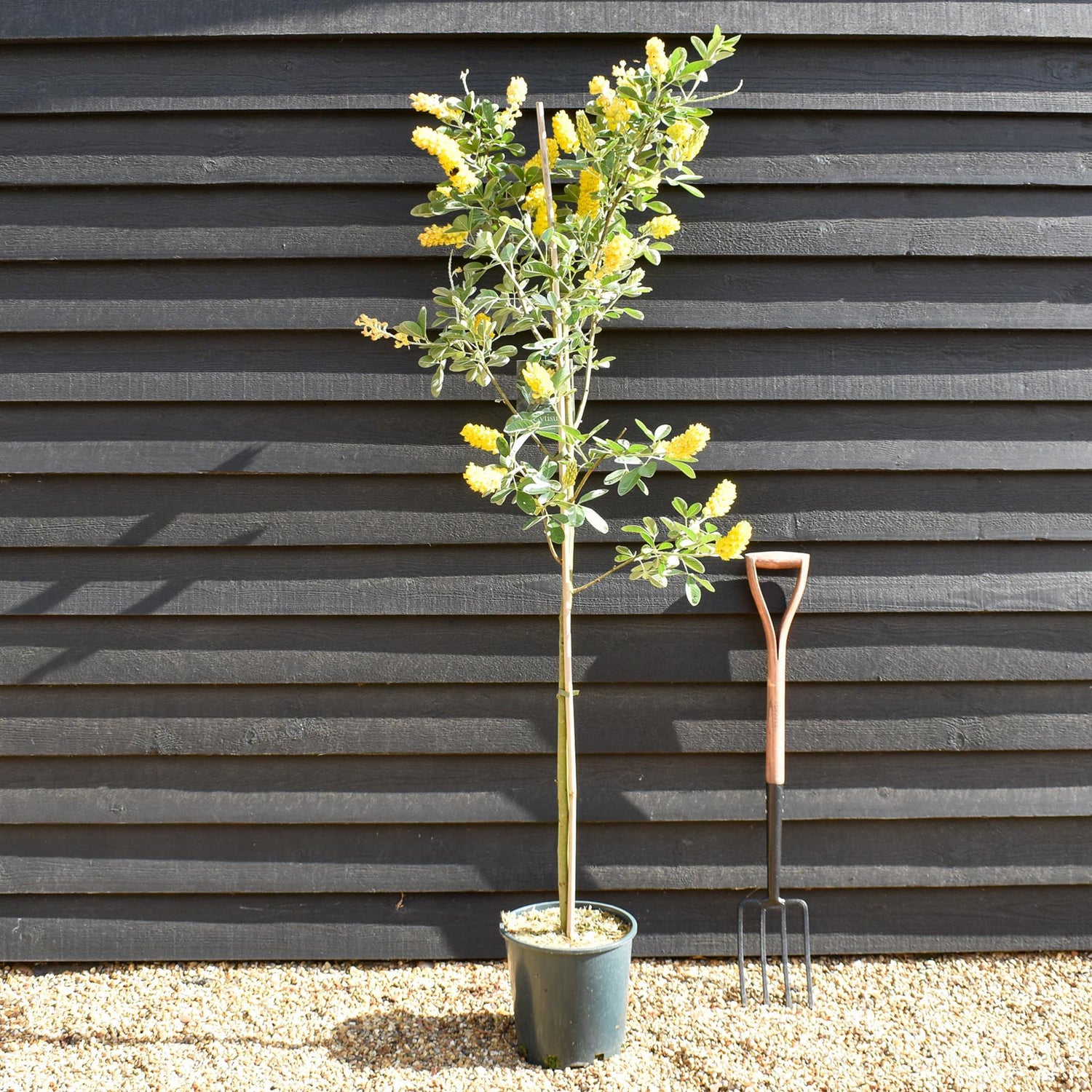 Cytisus battandieri | Moroccan Broom - Height 190-200cm - 12lt
