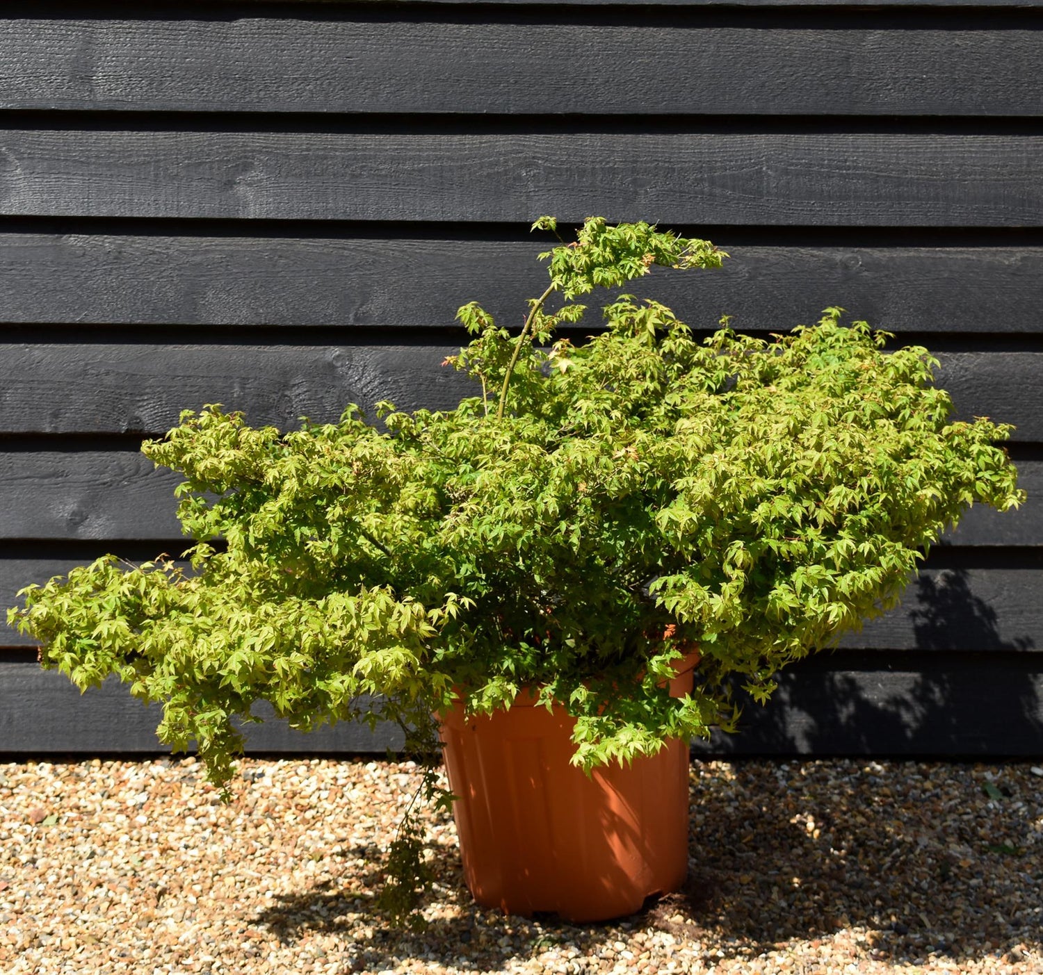 Acer palmatum 'Little Princess' | Japanese maple 'Little Princess' - Dwarf Tree - Height 30-50cm - 25lt