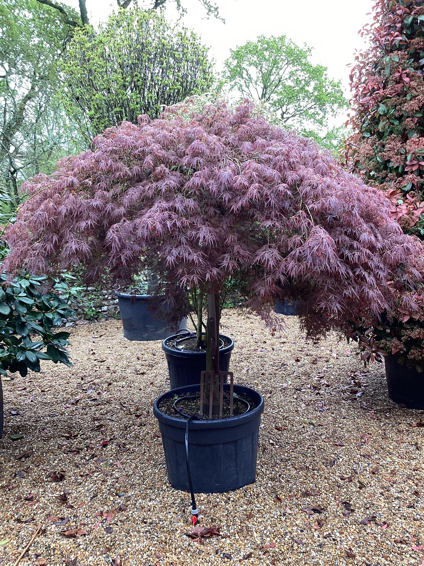 Acer palmatum 'Garnet' | Garnet Japanese Maple - Girth 20cm - Stem 130cm - 180cm - 130lt