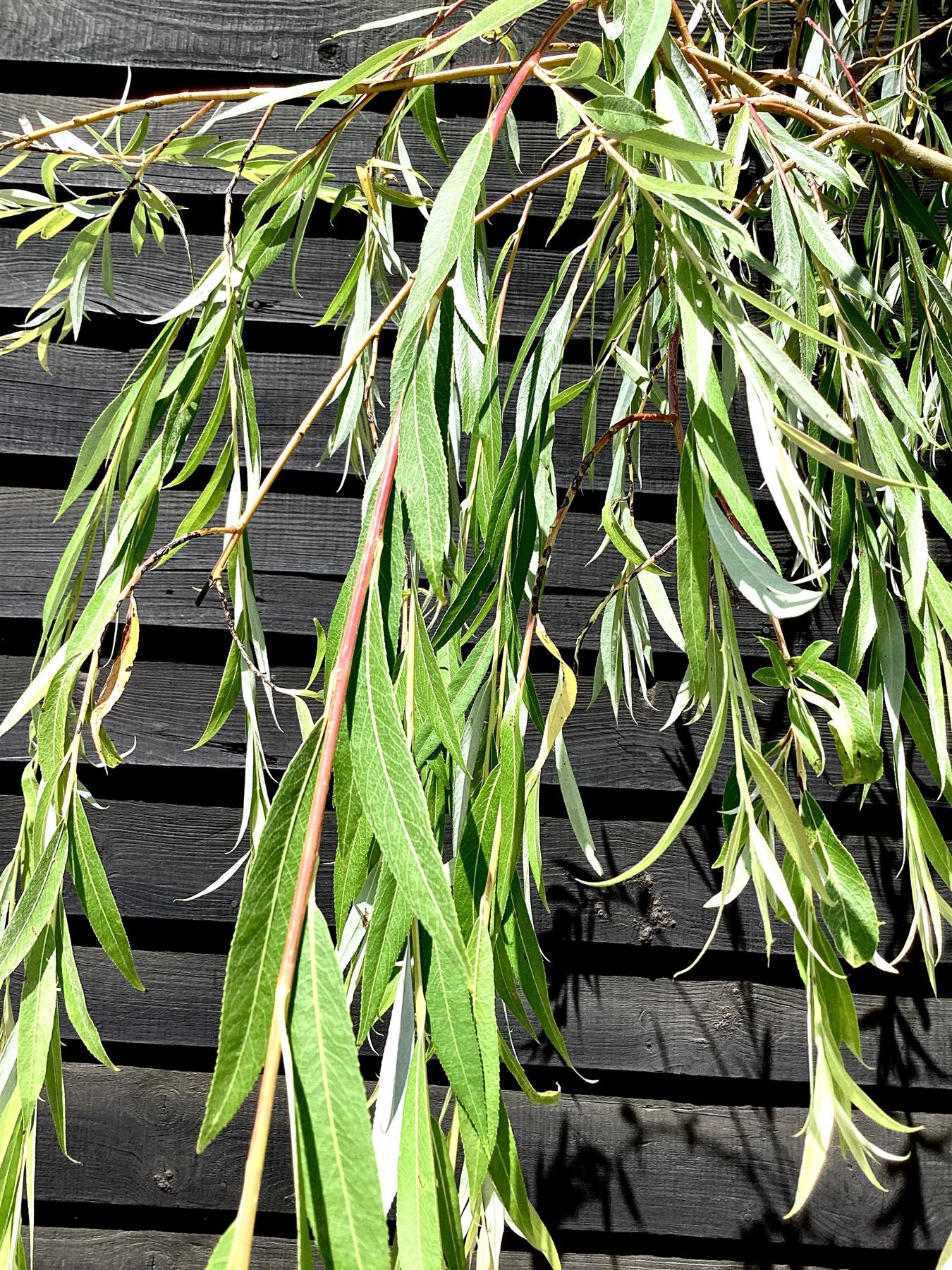Salix Chrysocoma | Golden Weeping Willow - 300-350cm, 50lt