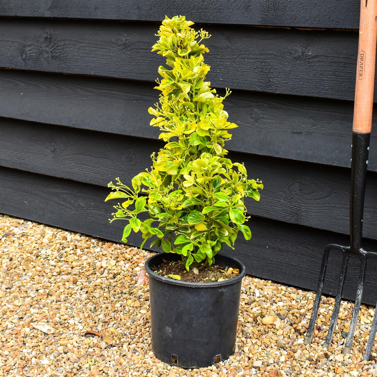 Euonymus japonicus 'Aureus' - Height 40-60cm - 3lt