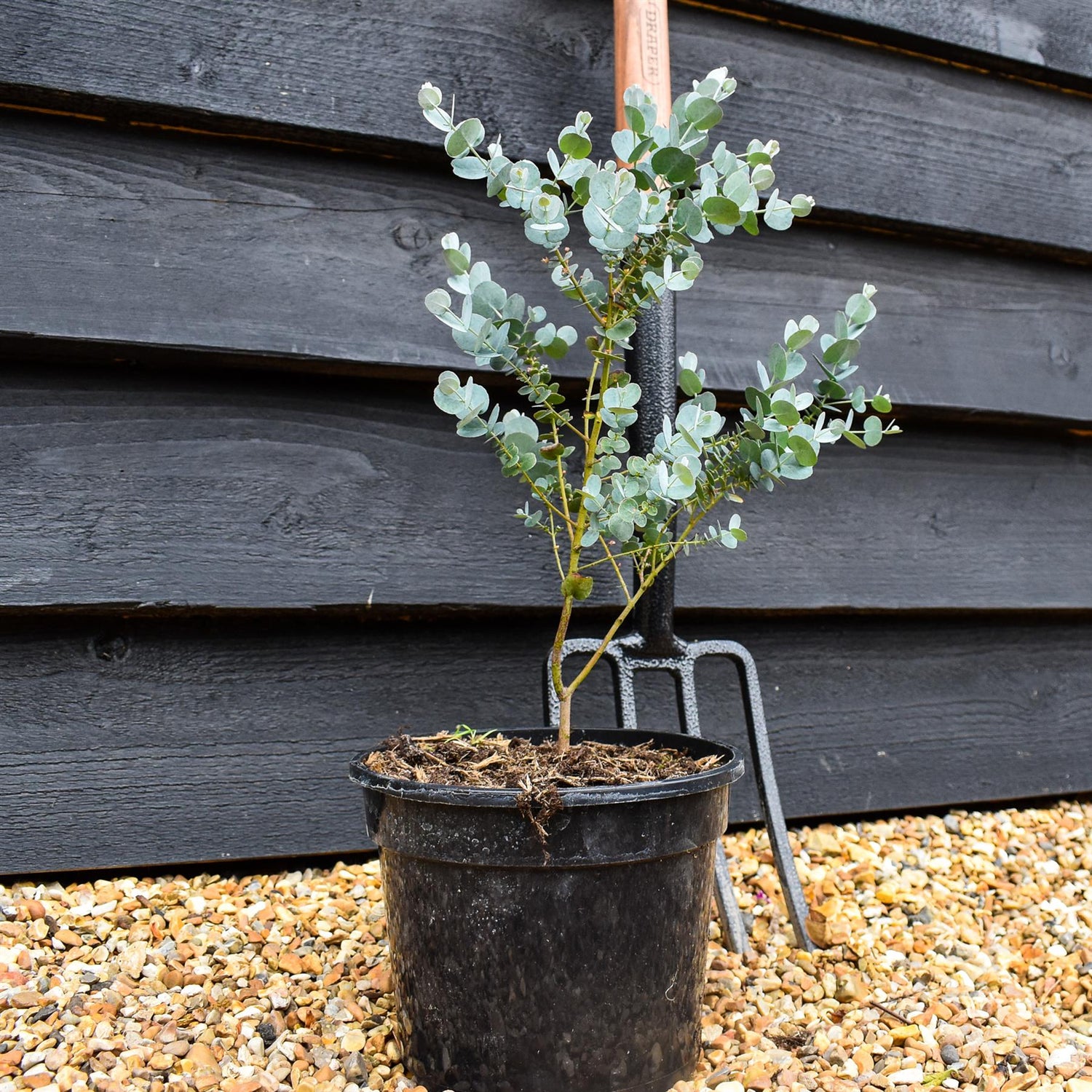 Eucalyptus gunnii 'Azura' - Height 35-45cm - Bushy - 3lt