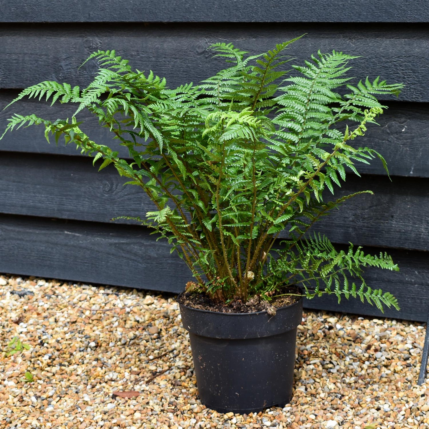 Dryopteris affinis | Golden Shield Fern - Height 50-60cm - 7lt