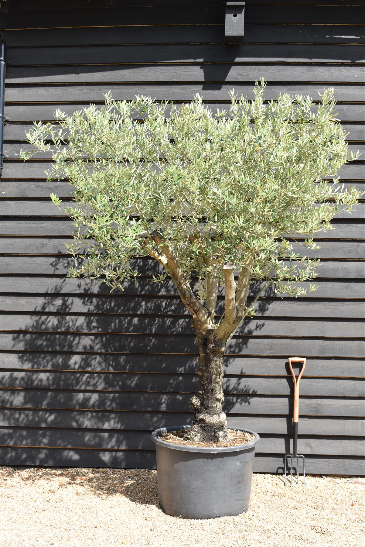 Olive Tree | Olea Europea 1/2 Std Girth 51cm - 250-260cm, 160lt