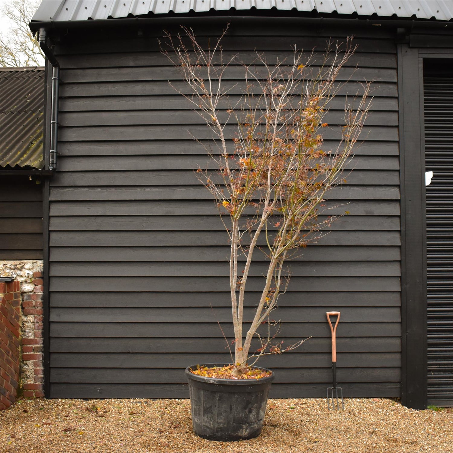 Acer palmatum Linearilobum | Japanese maple  'Inosukaza' - Specimen Tree - Height 300-330cm - 180lt