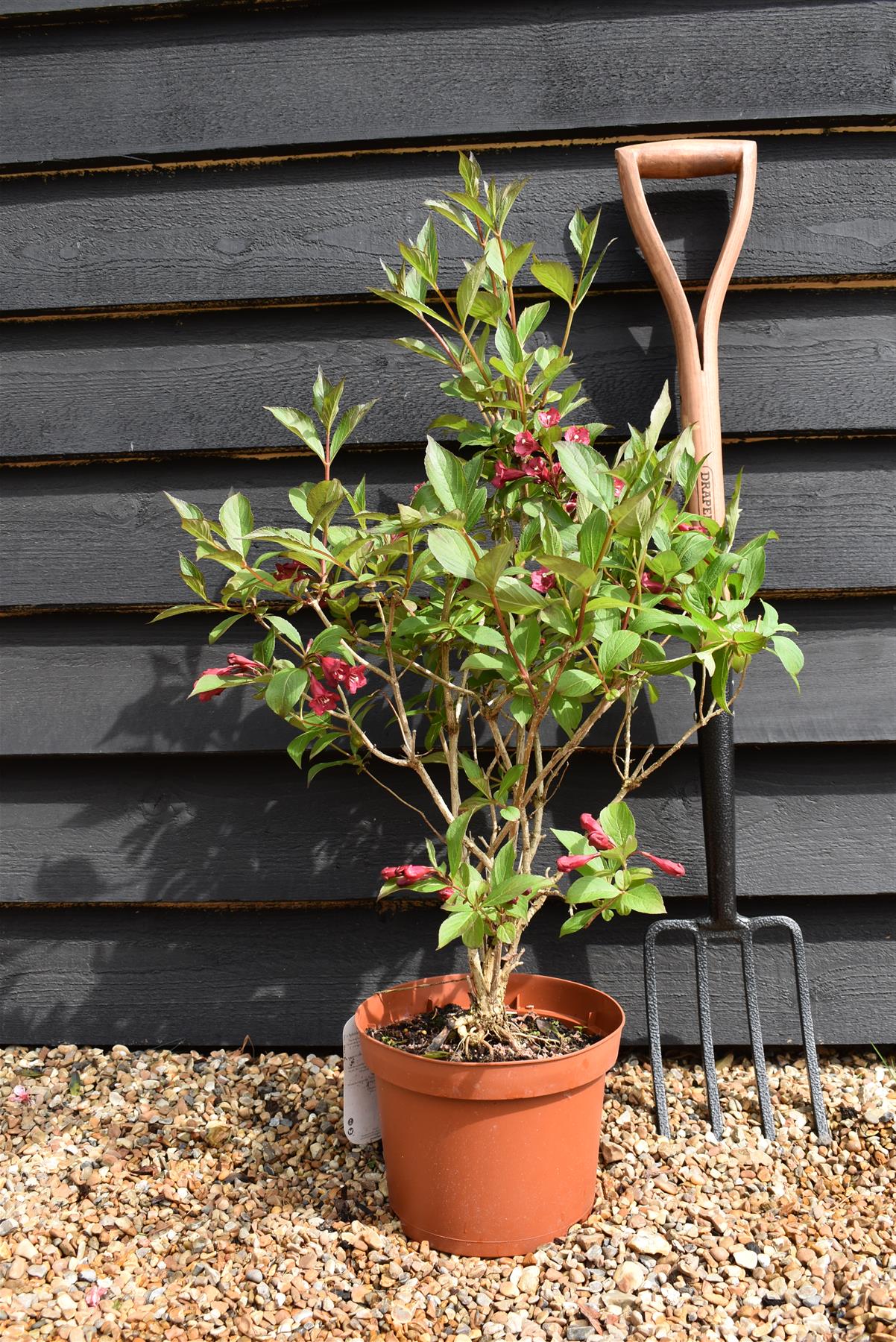 Weigela Apple Blossom - Height 50-70cm -10lt