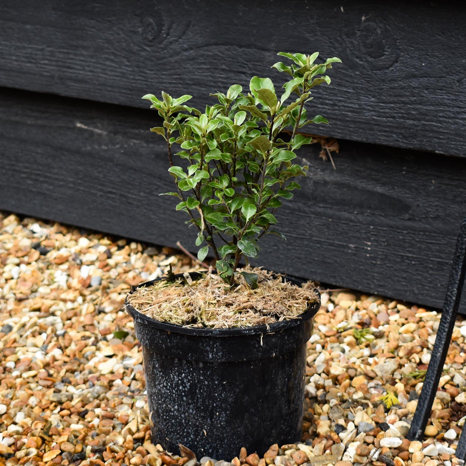 Pittosporum tenuifolium - Height 20-35cm -2lt