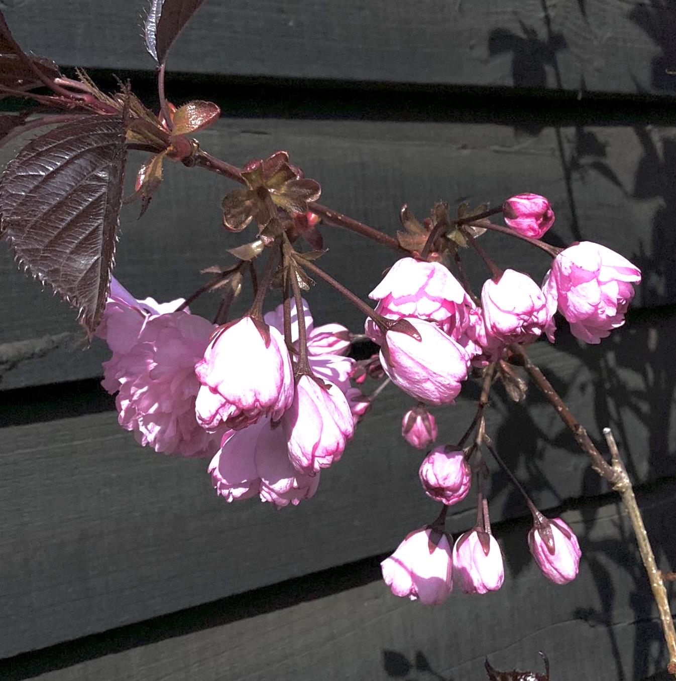 Cherry | Prunus  Royal Burgundy - 150-180cm - 12lt