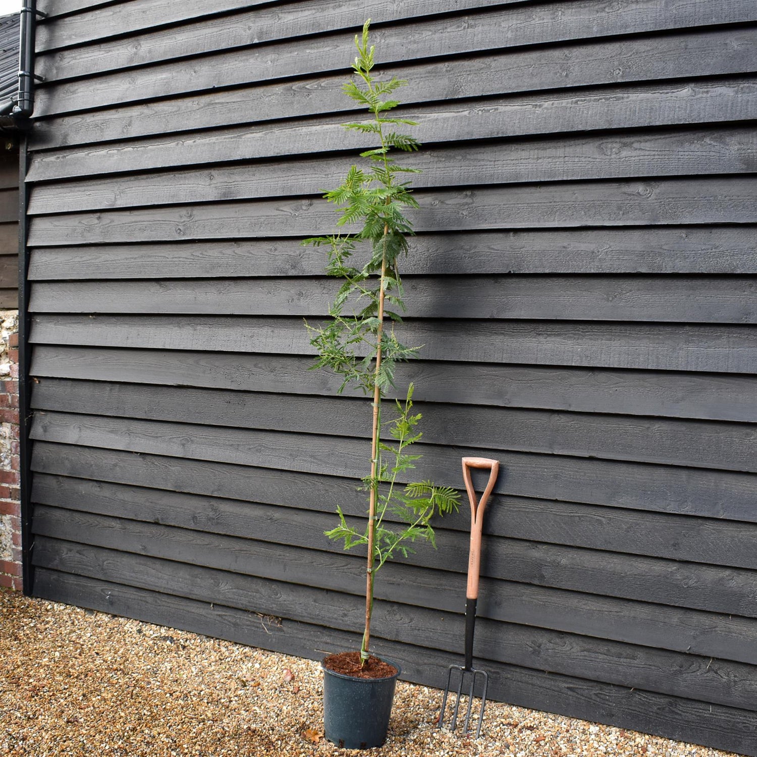Acacia dealbata 'Gaulois Astier' | Mimosa Tree - Height 140-180cm, 10lt