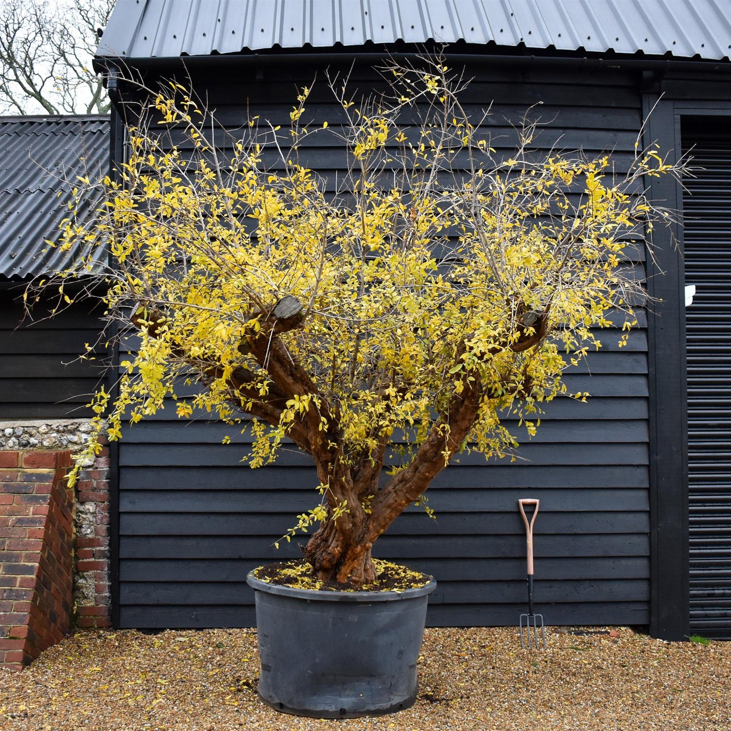 Pomegranate | Punica granatum - Mature Specimen 12A - 3 Branches - Height 230-240cm - 230lt