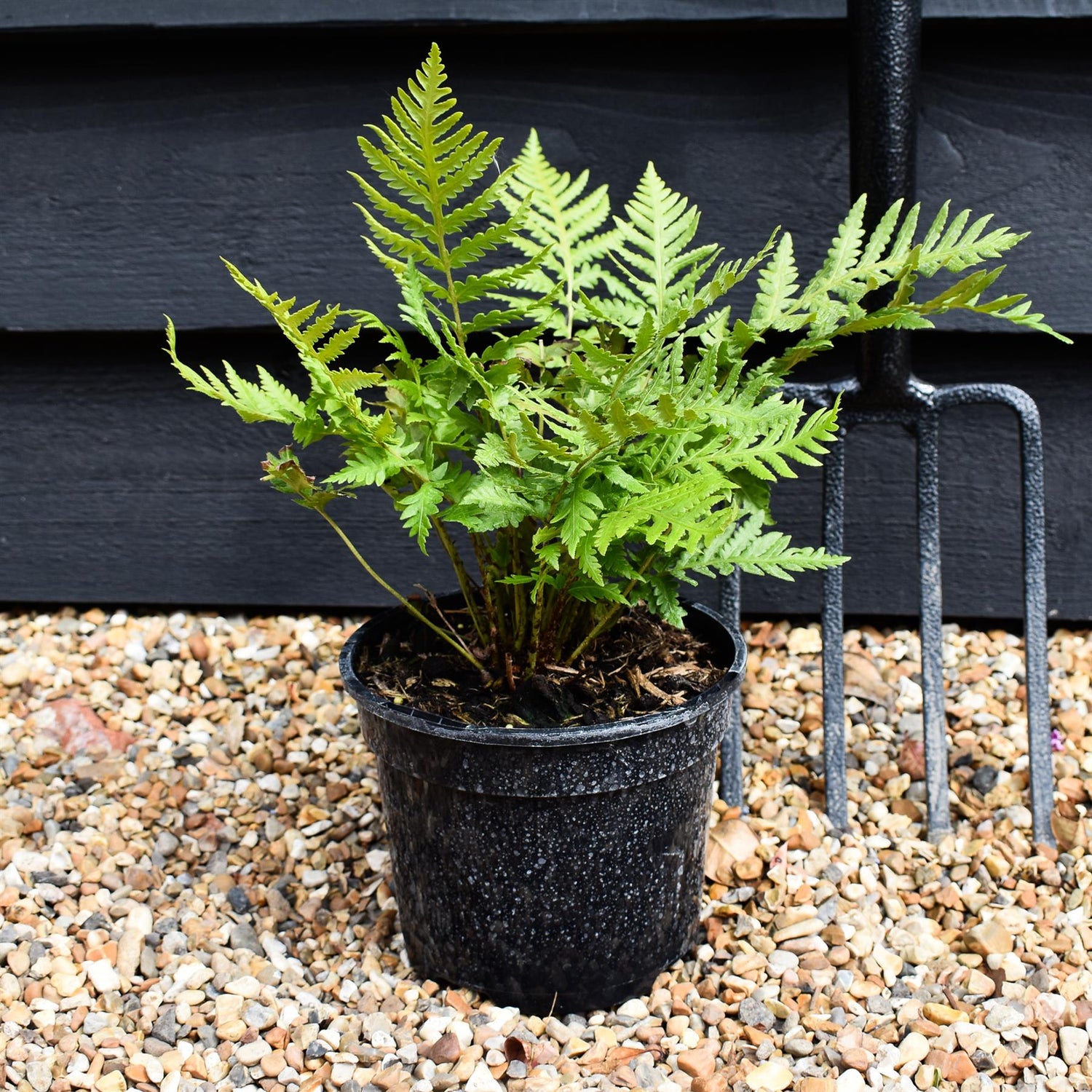 Woodwardia fimbriata - Fern - Herbaceous - Height 20-30cm - 2lt