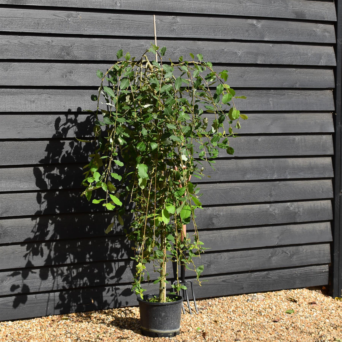 Salix caprea Pendula | Weeping Pussy Willow - 180-220cm - 12lt