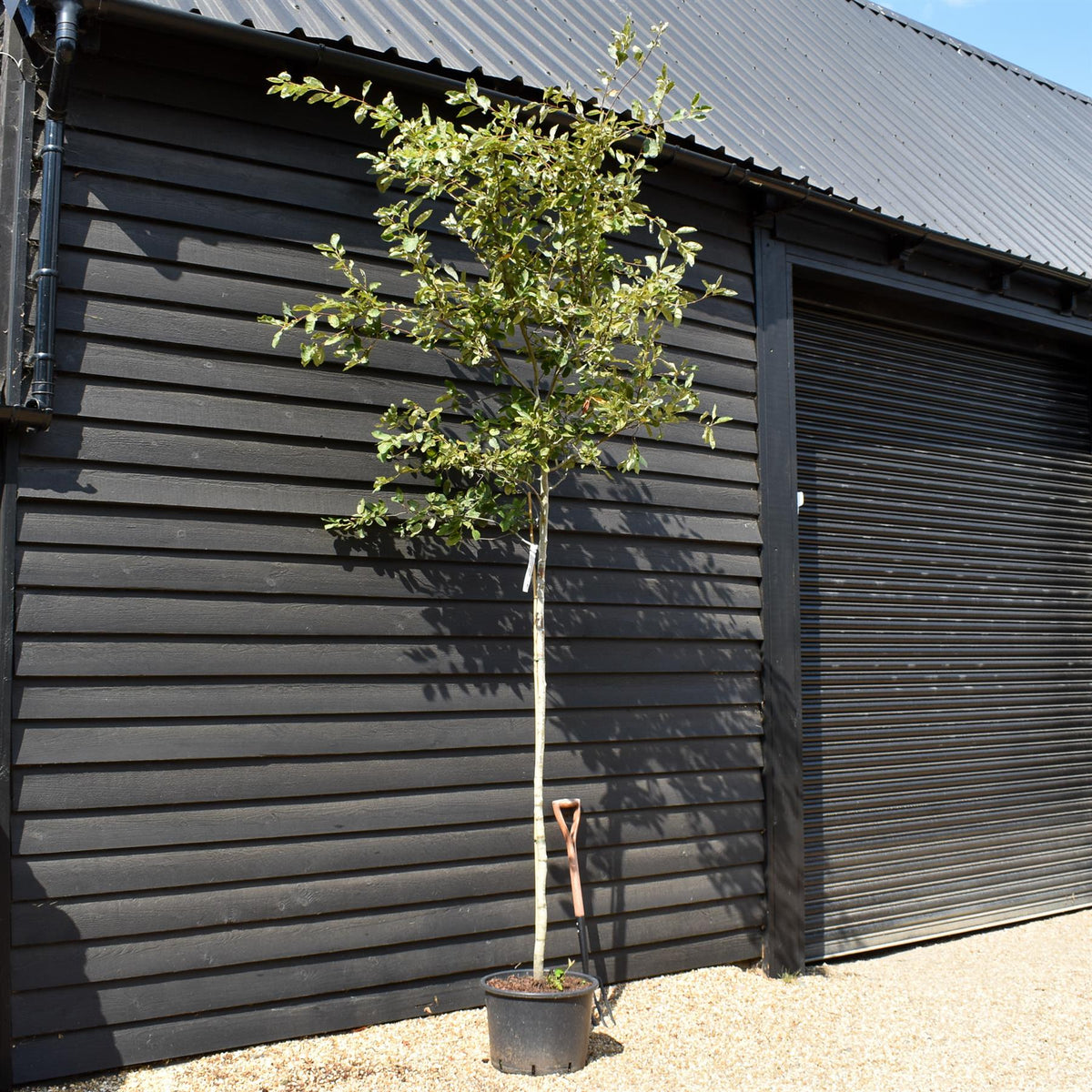 Amelanchier canadensis | Juneberry - Clear Stem - Height 220-250cm - Girth 6-8cm - 40lt