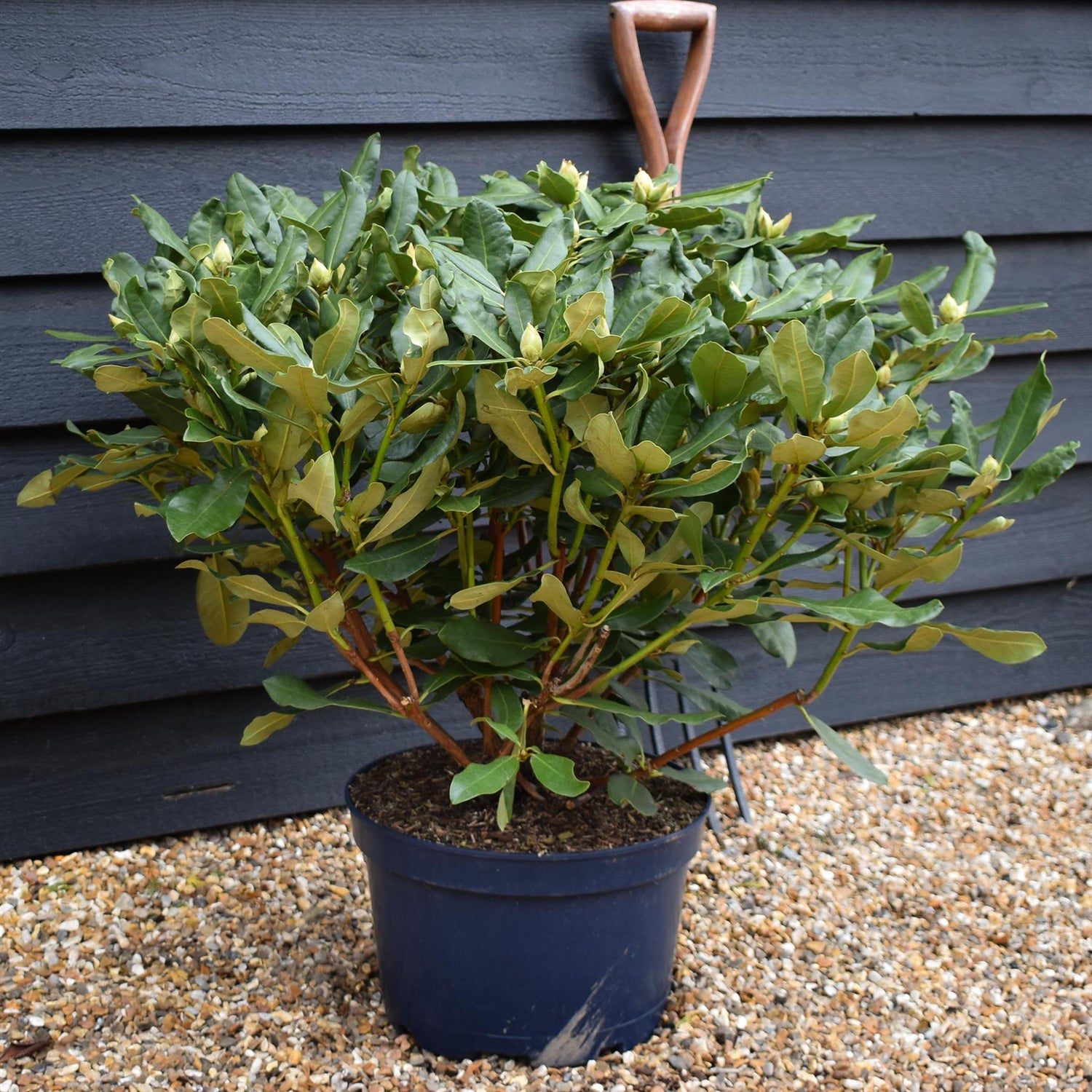 Rhododendron 'Nova Zembla' - Shrub - Height 55-65cm - Width 80-90cm - 15lt