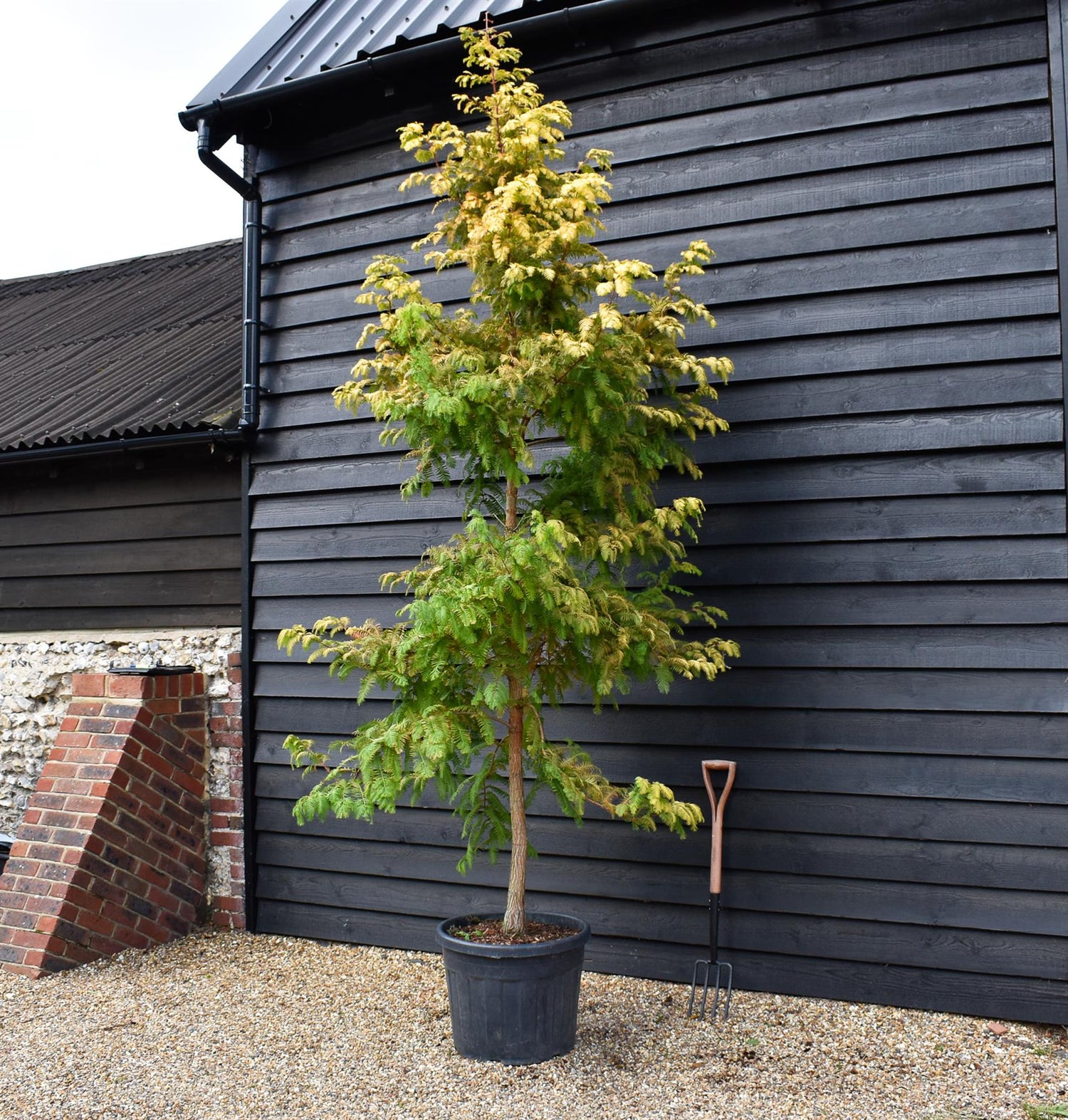 Metasequoia glyptostroboides Amber Glow | Dawn redwood - Height 250cm - 70lt