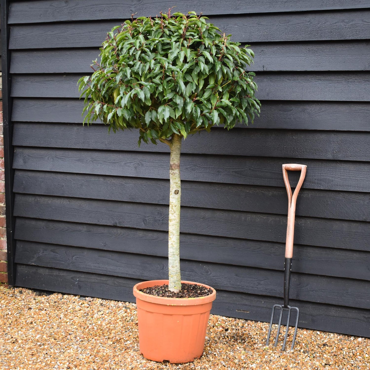 Prunus lusitanica 'Myrtifolia' Portuguese Laurel - Clear Stem 70cm - Height 140cm - 30lt