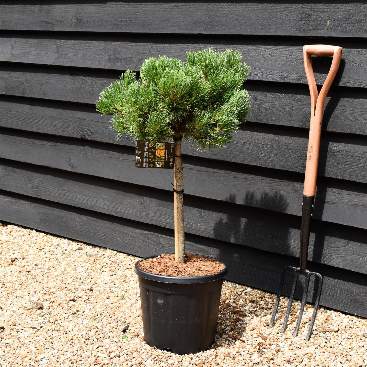 Pinus mugo 'Carsten's Wintergold' - Clear Stem 40cm - Girth 6-8cm - Height 70-80cm - Width 40-50cm - 15lt