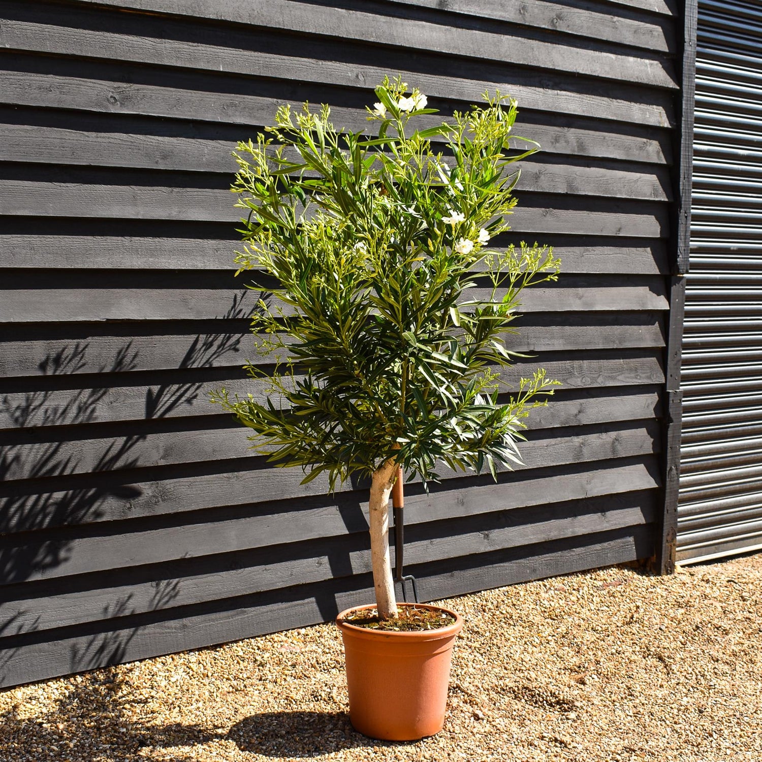Nerium oleander - Soeur Agnes - White - Clear Stem 50-60cm - Height 130-150cm - Girth 20-22cm - 30lt