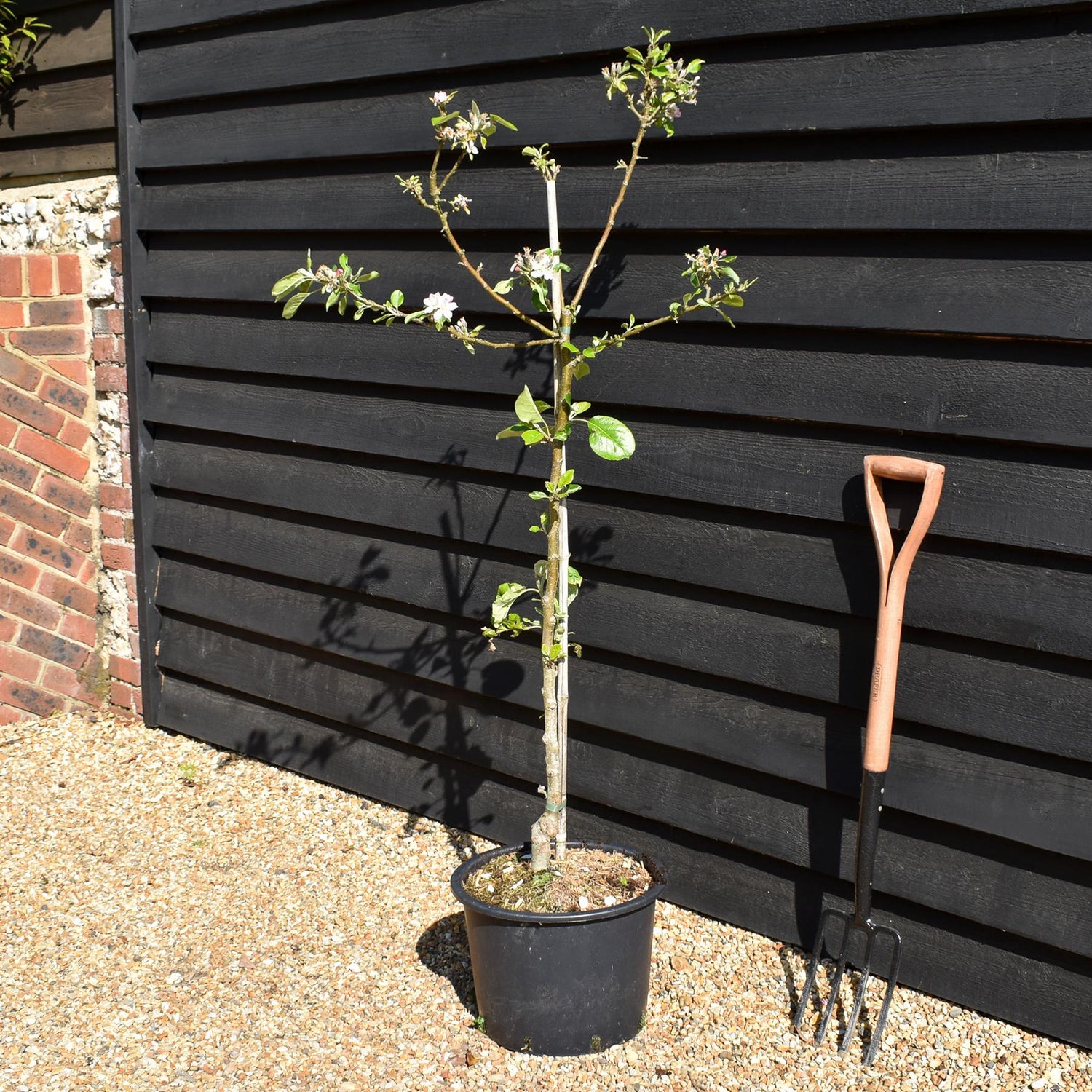 Apple tree 'James Grieve' | Malus domestica - MM106 - Semi-Dwarfing - Height 150-160cm - 20lt