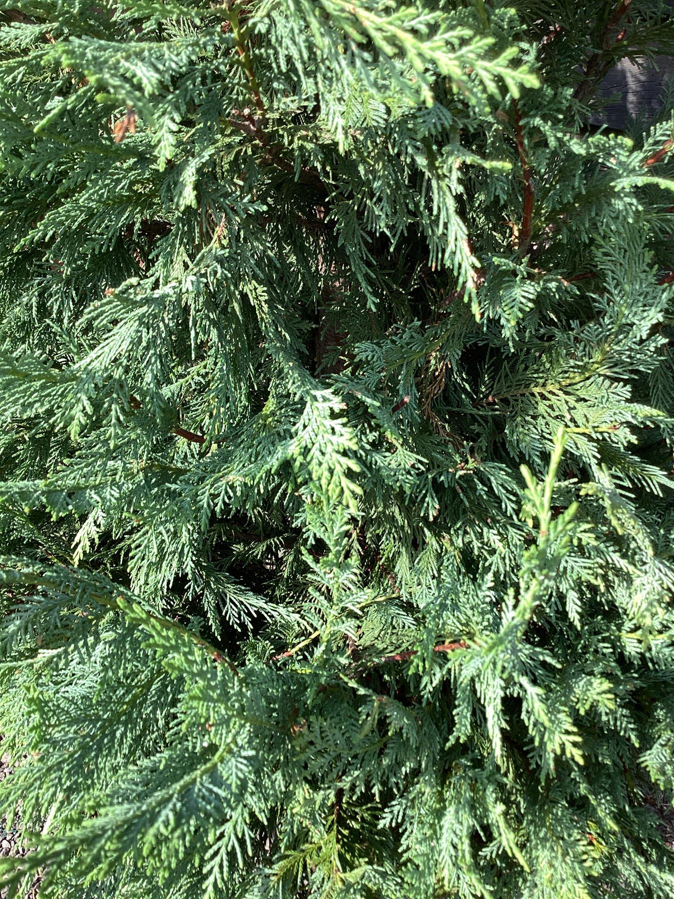 Leyland Cypress - 380-390cm, 45lt