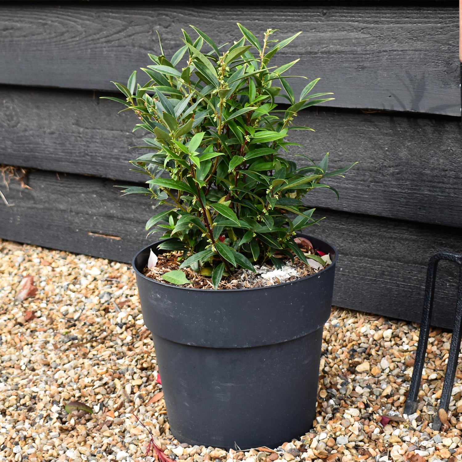 Sweet Box | Sarcococca hookeriana Purple Gem | Sweet Box - Height 30-40cm - Shrub - 10lt