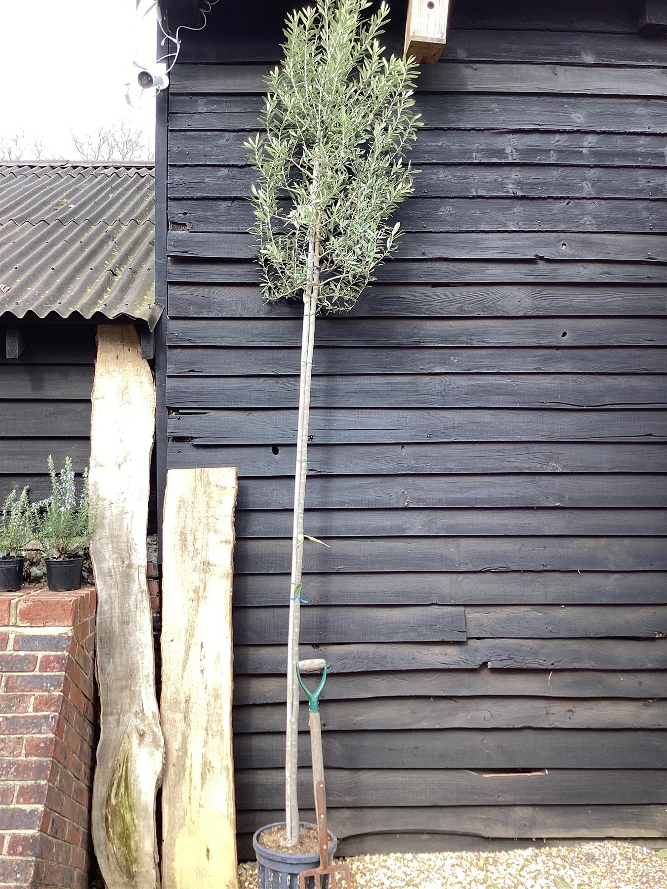 Olive Tree | Olea Europea Standard - 300-340cm - 18lt