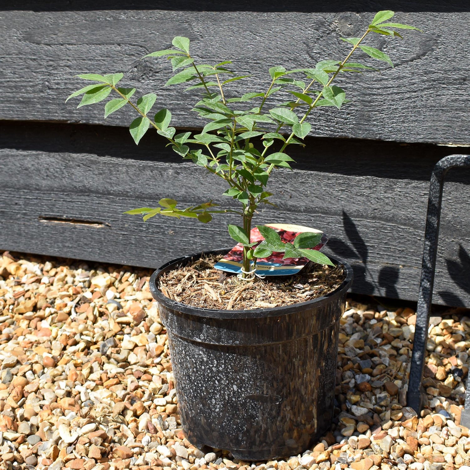 Euonymus alatus Compactus - Height 20-40cm - Bushy - 3lt