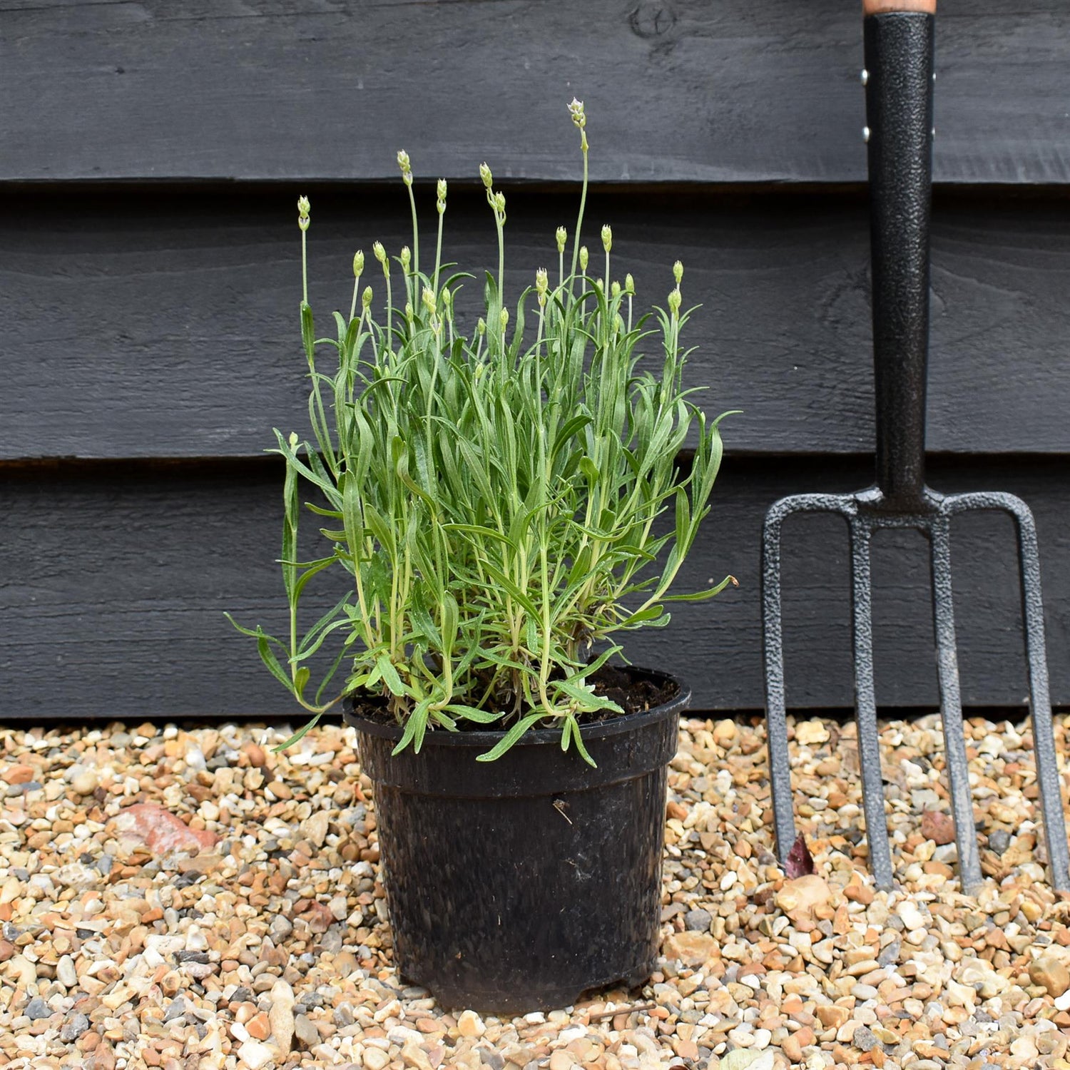 English Lavender 'Munstead' - 10-30cm, 2lt
