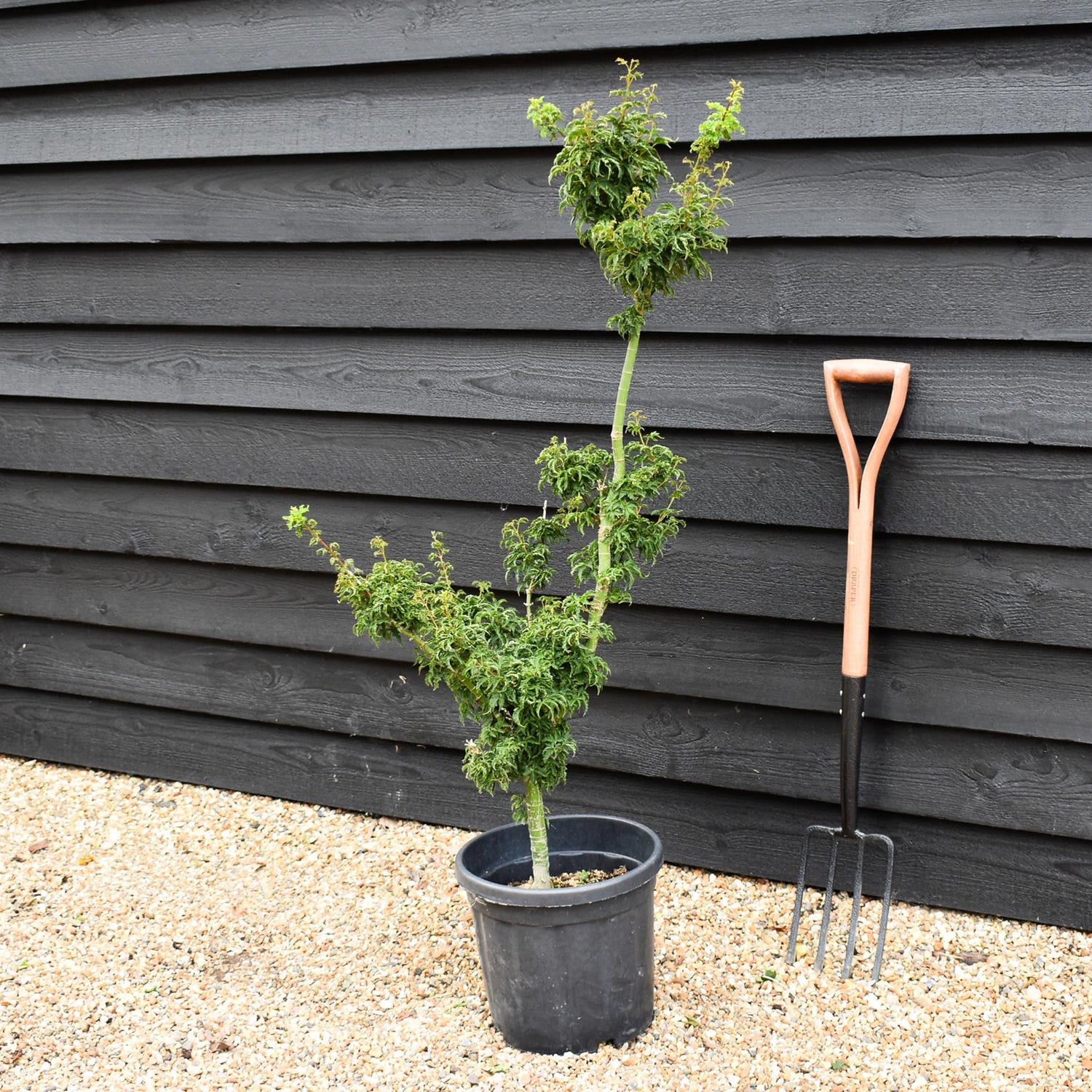 Acer palmatum 'Crispifolium'  (Shishi Gashira Maple) - 90cm, 15lt
