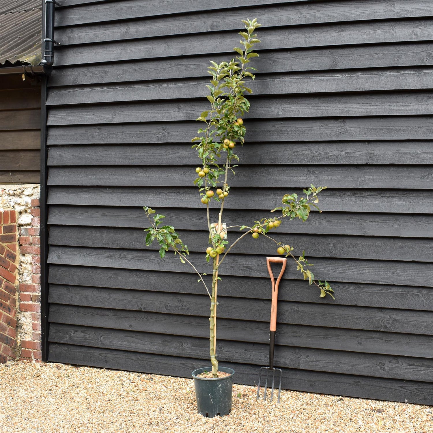 Apple tree 'Egremont Russet' | Malus domestica - MM106 - Semi-Dwarfing - 160-180cm - 10lt