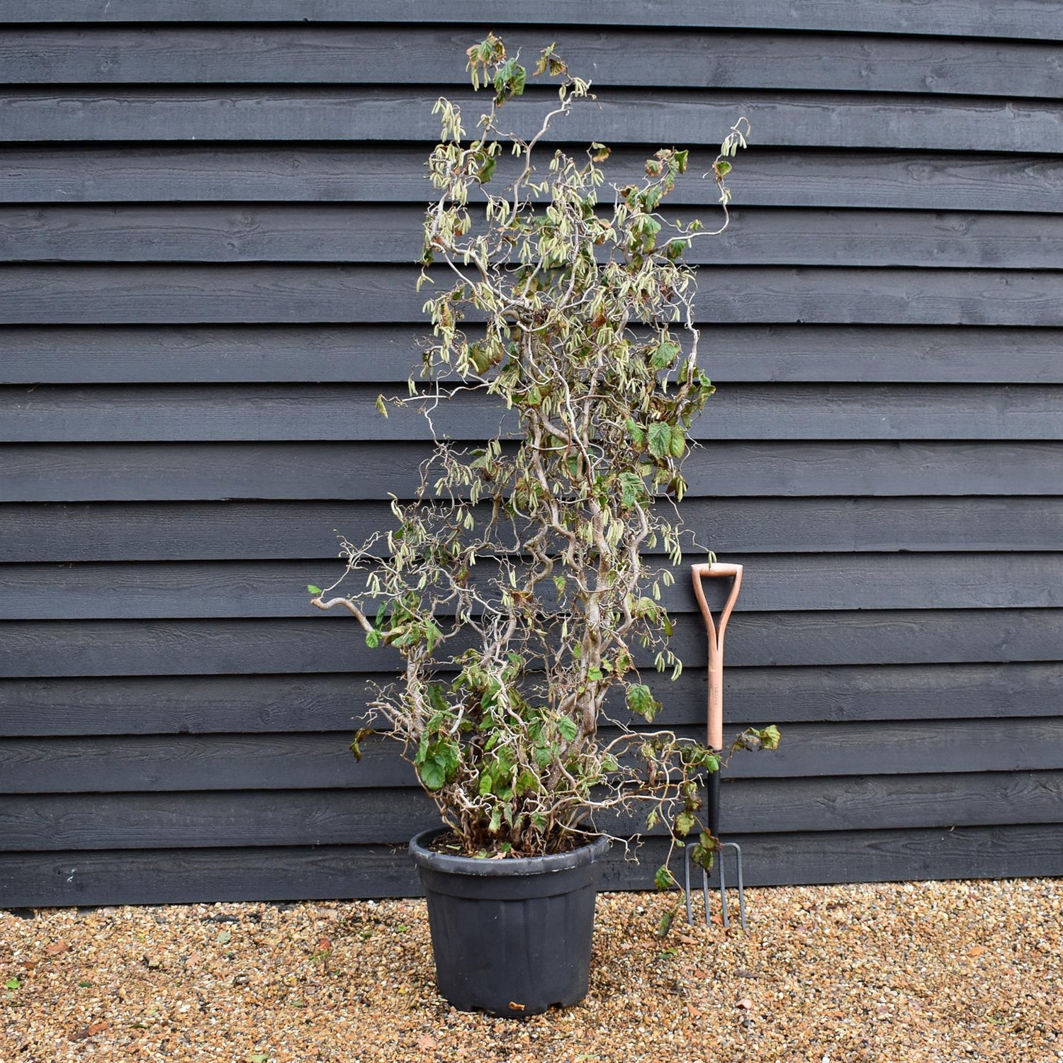 Corylus avellana 'Contorta' | Corkscrew Hazel - Height 160-190cm - 45lt
