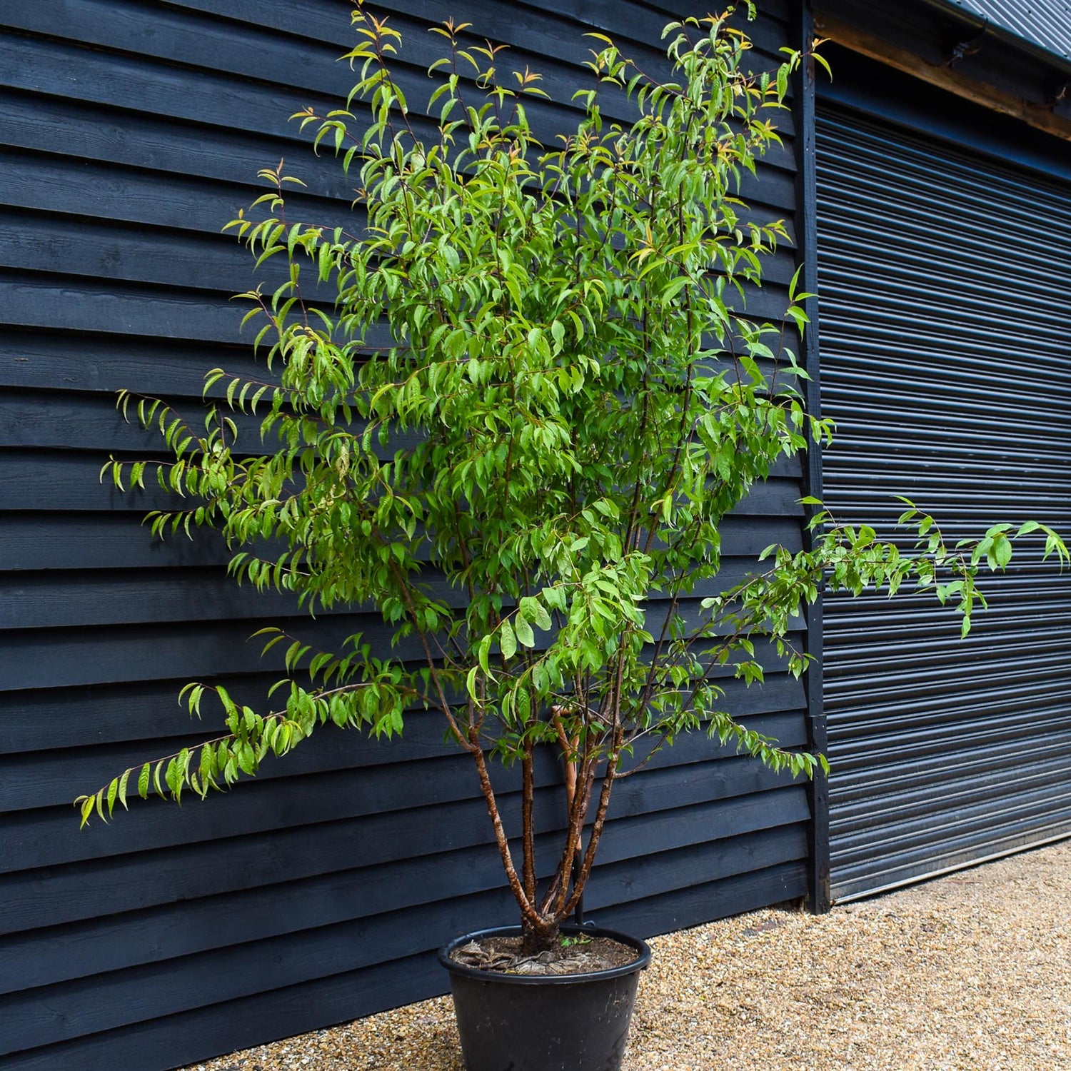 Tibetan Cherry - Prunus serrula - Multistem - Height 260-280cm - 60lt