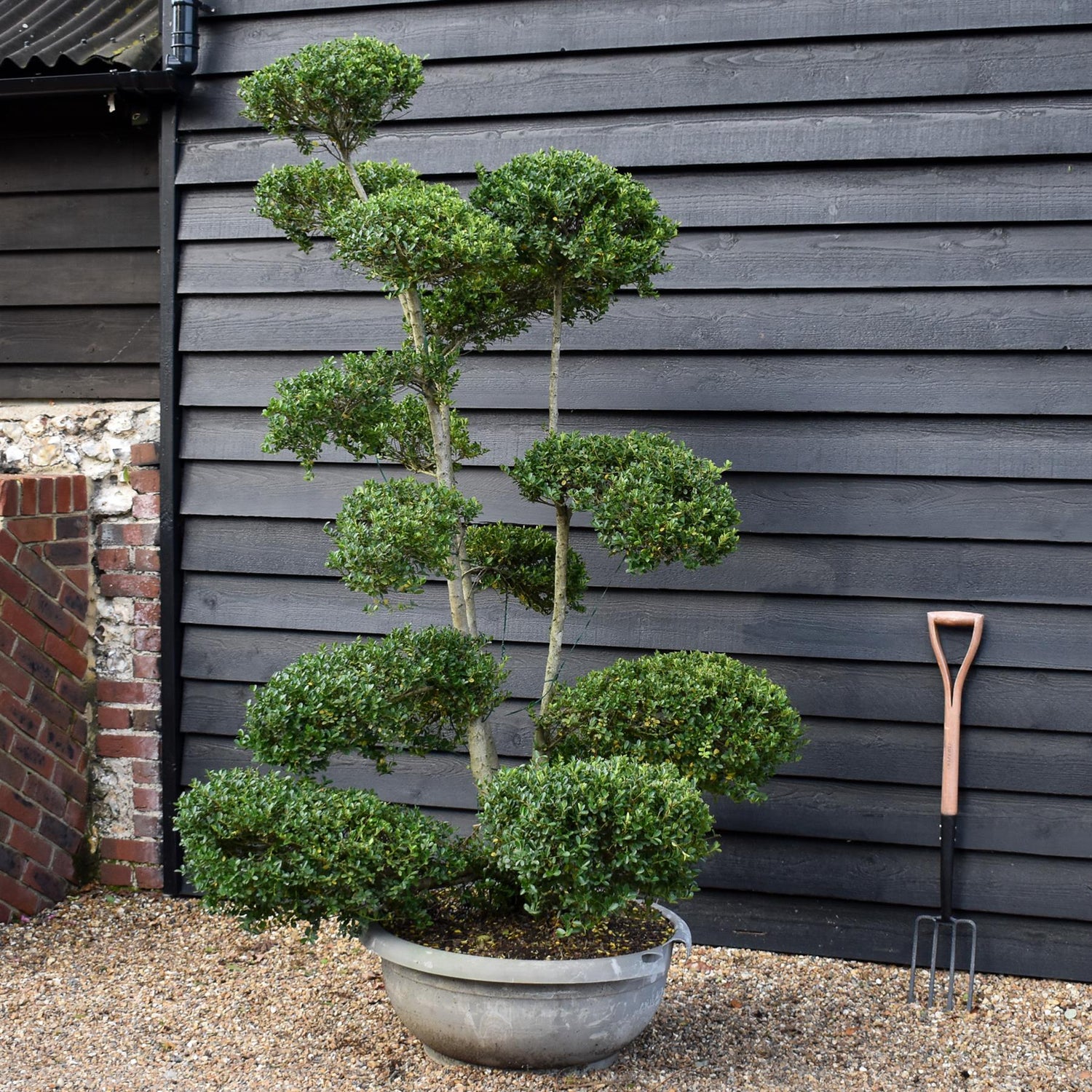 Ilex crenata Green Glory| Japanese Holly - Bonsai - Height 200-210cm - 70lt