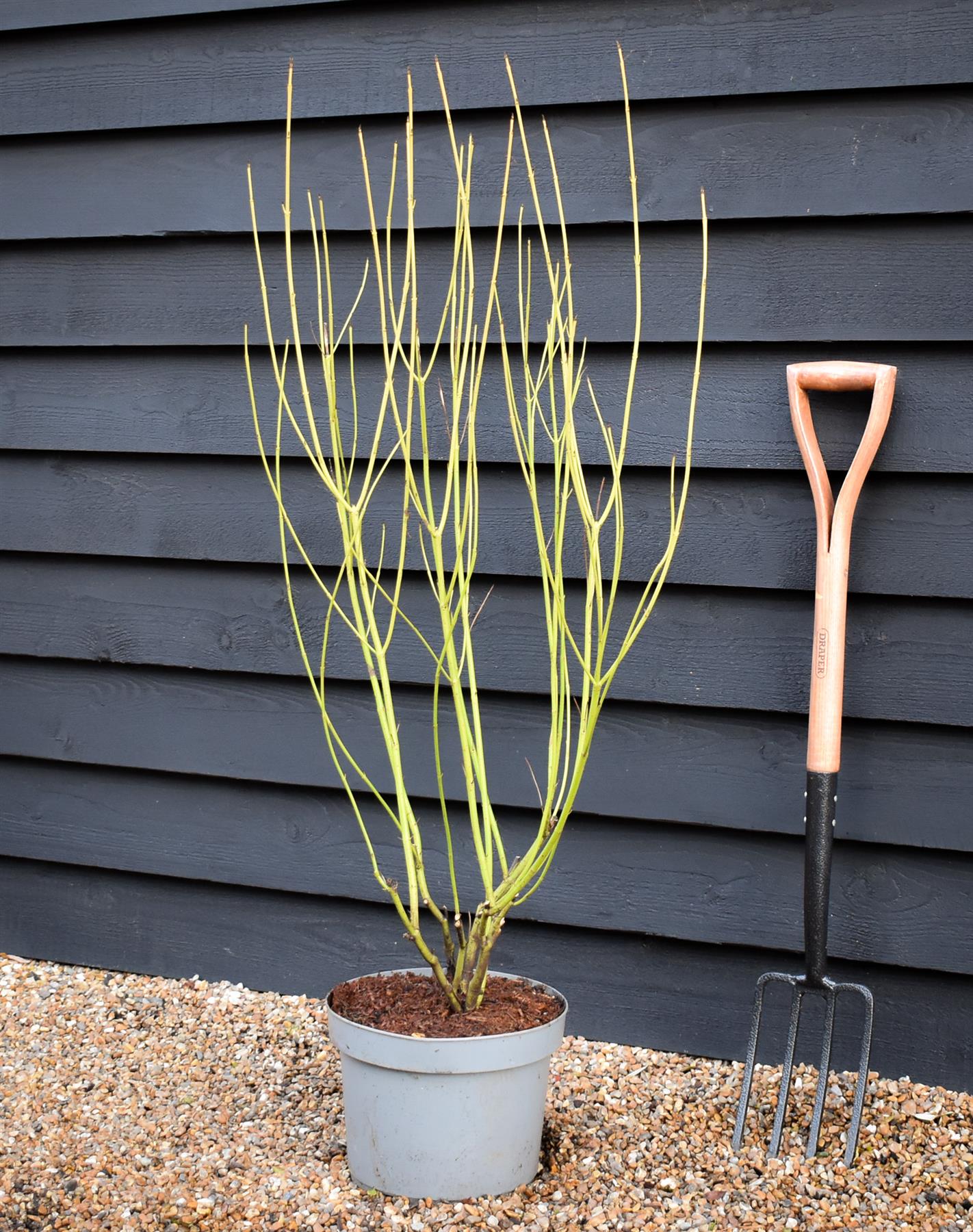 Cornus sericea 'Flaviramea' | Golden-twig dogwood- Height 110-120cm - 10lt