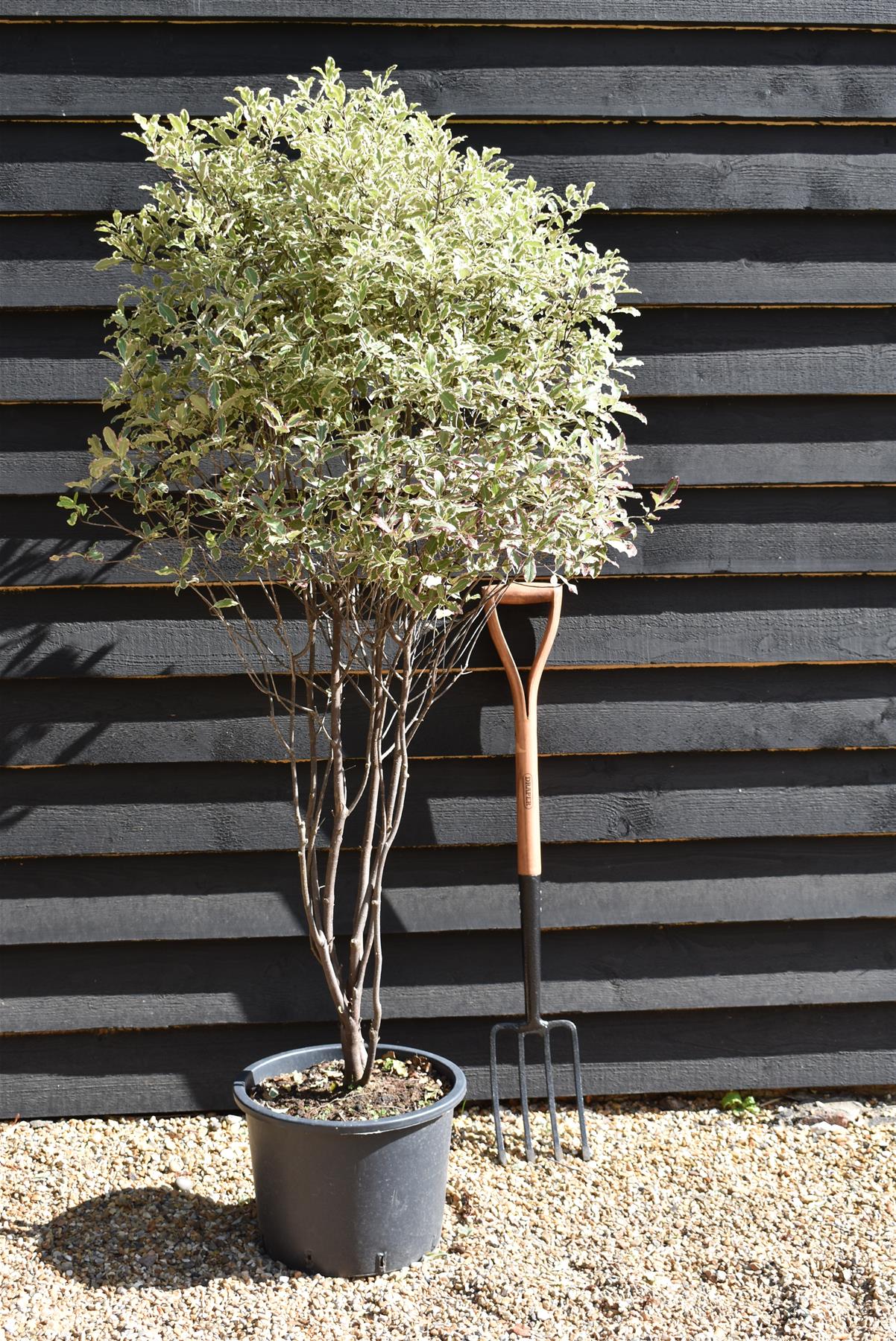 Pittosporum tenuifolium 'Elizabeth' - Parachute - 140-160cm - 20lt