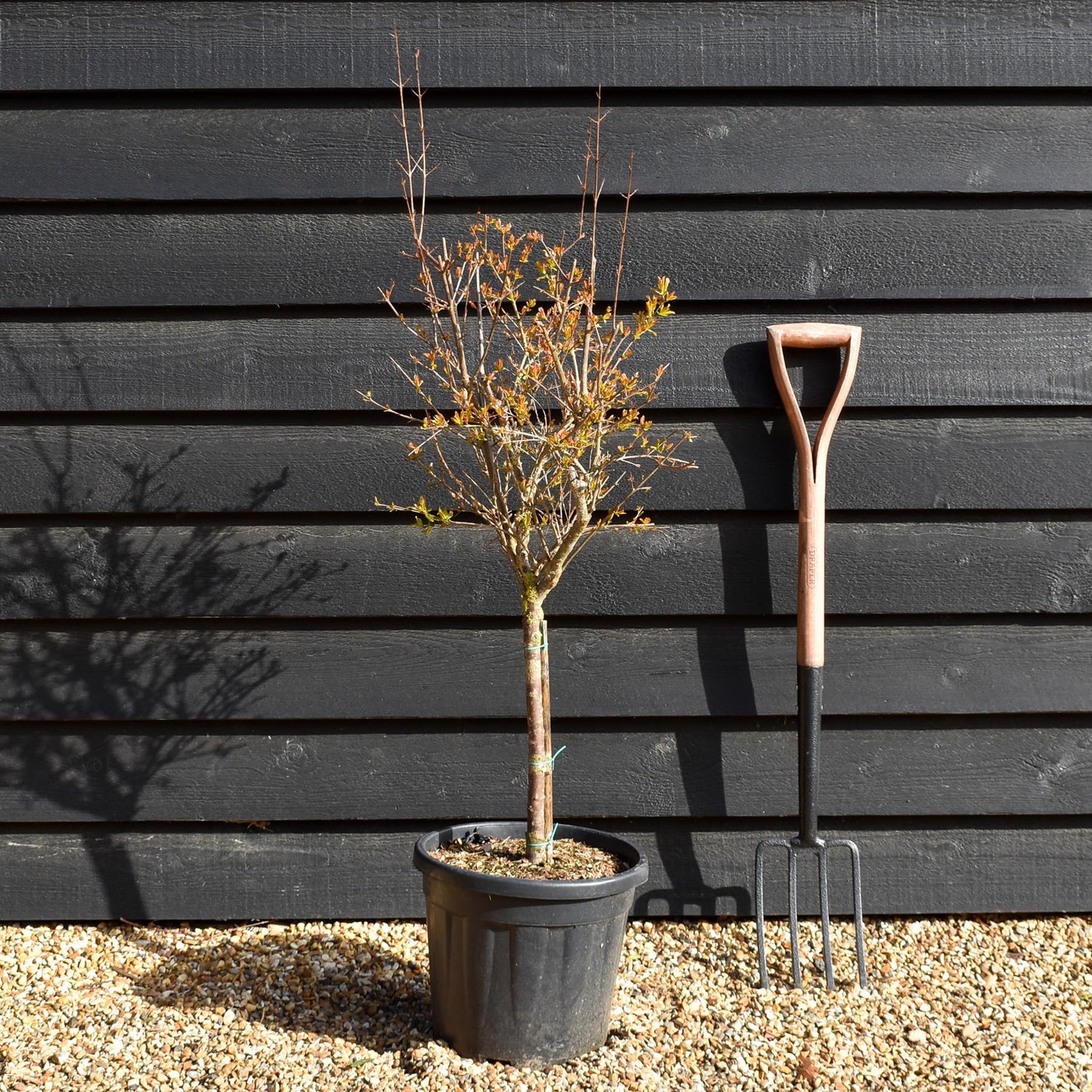 Punica granatum - Pomegranate - Ministem - 130-140cm - 18lt