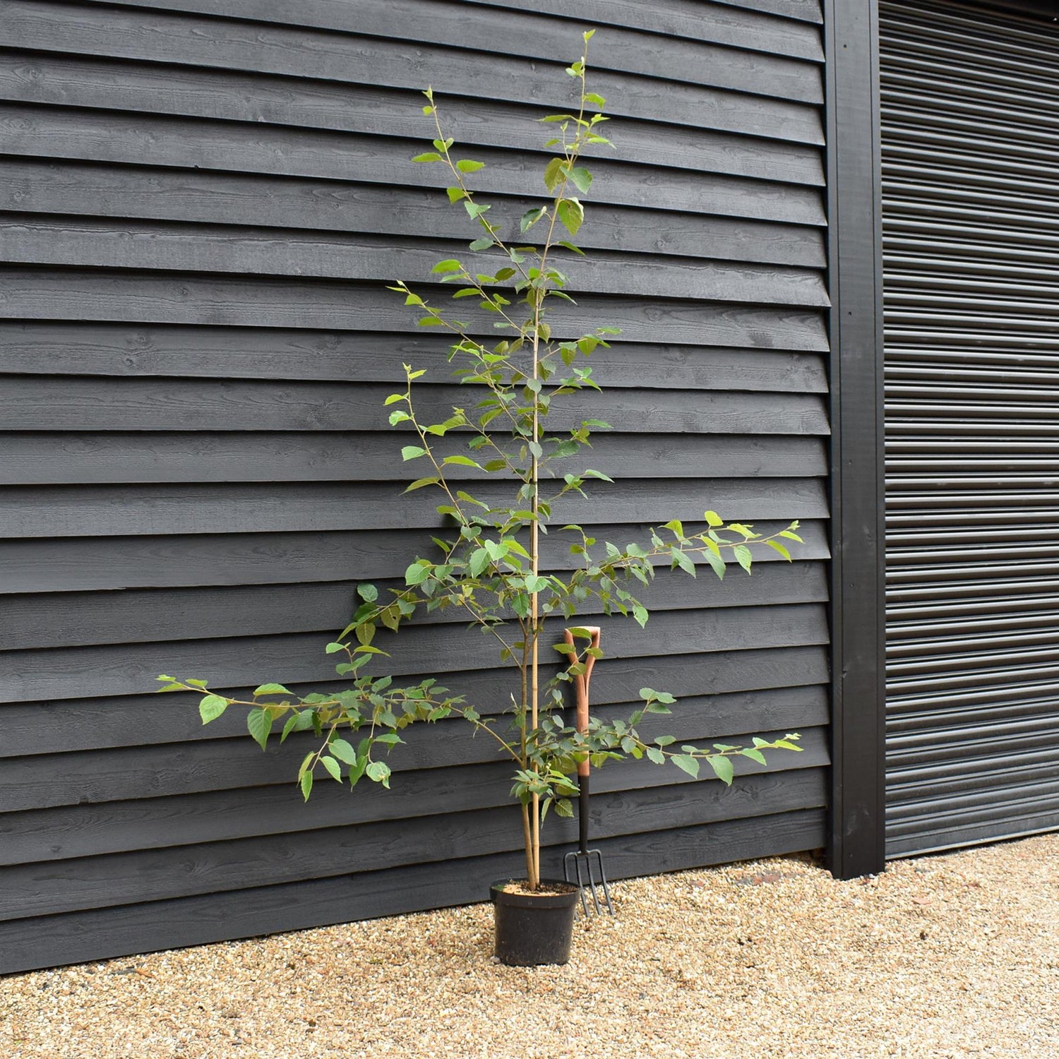 Paper Birch | Betula Papyrifera - Height 170-200cm - Girth 4cm - 10lt