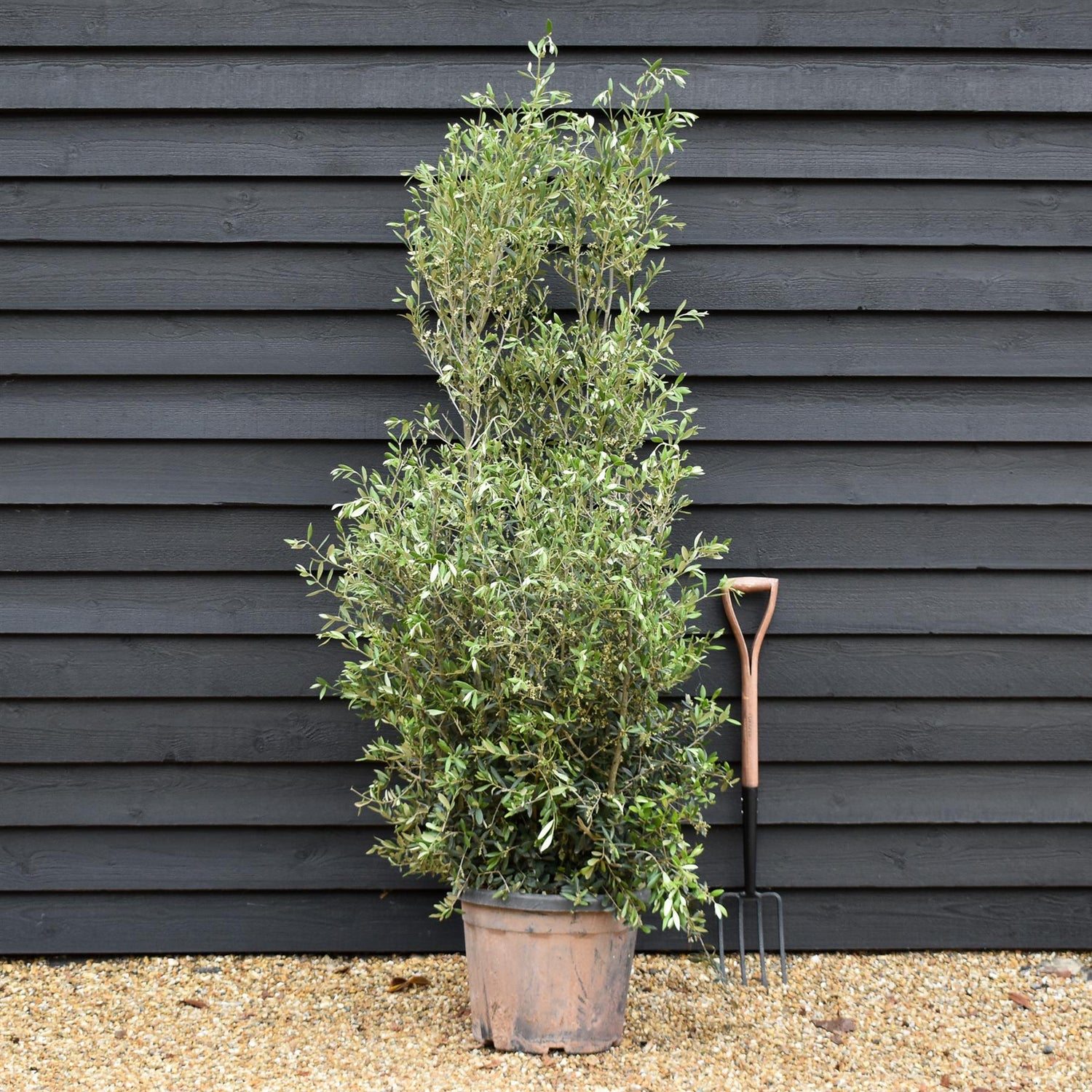 Olive Tree | Olea Europea - Bushy - Height 170-180cm - 45lt