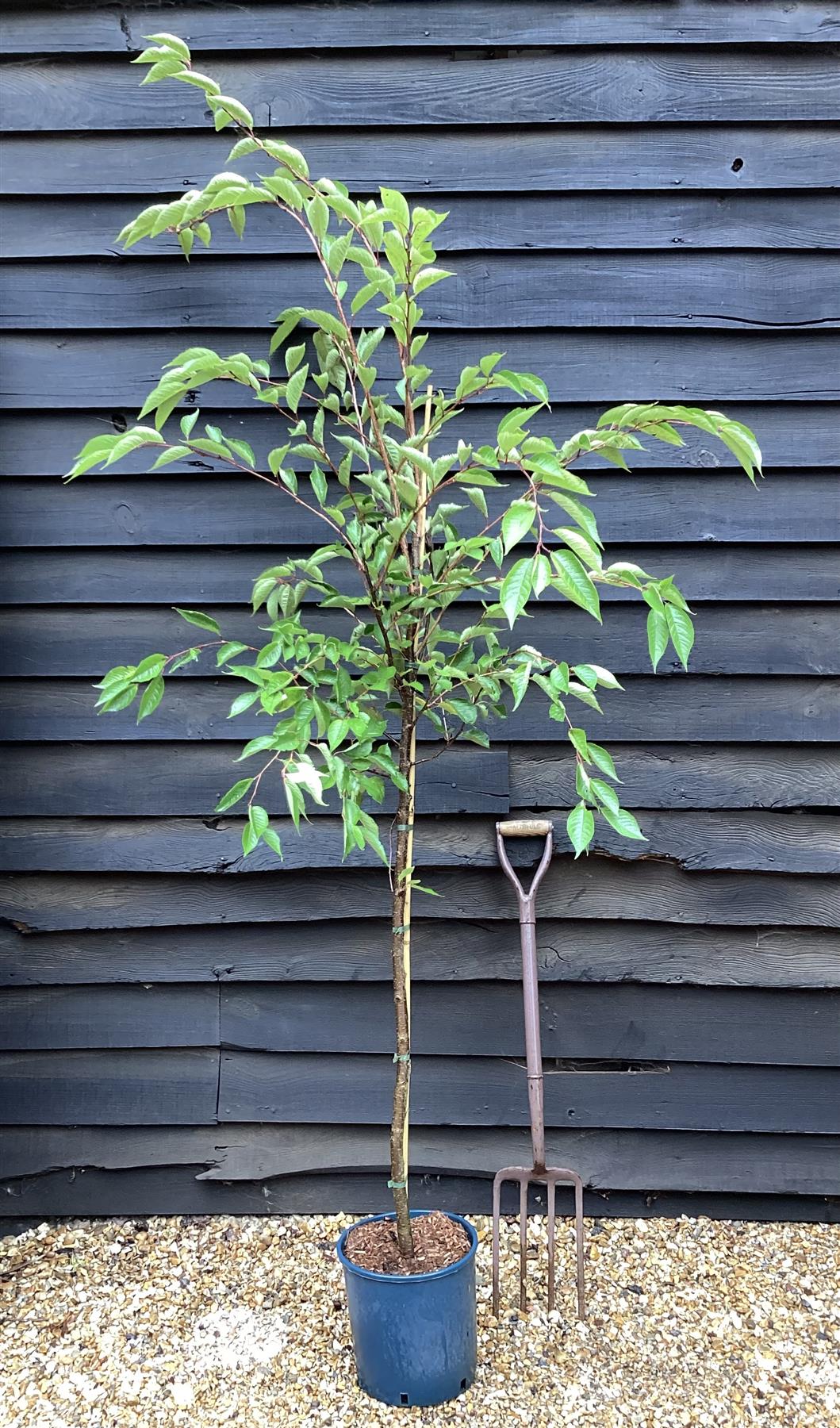 Prunus 'Accolade' | Cherry 'Accolade' - 180-220cm, 10lt