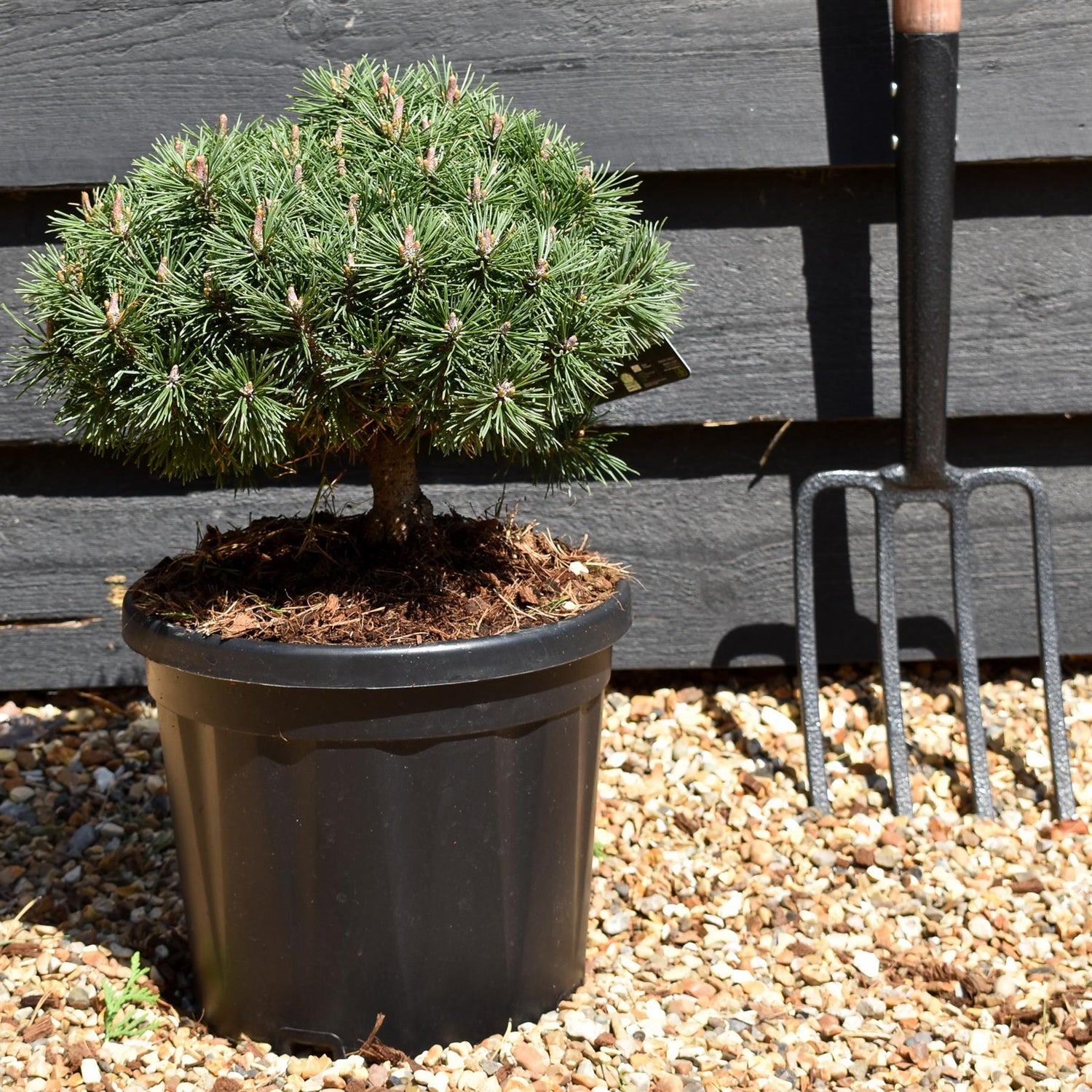 Pinus Mugo 'Mops' | Dwarf mountain pine - Height 20-25cm - 8lt