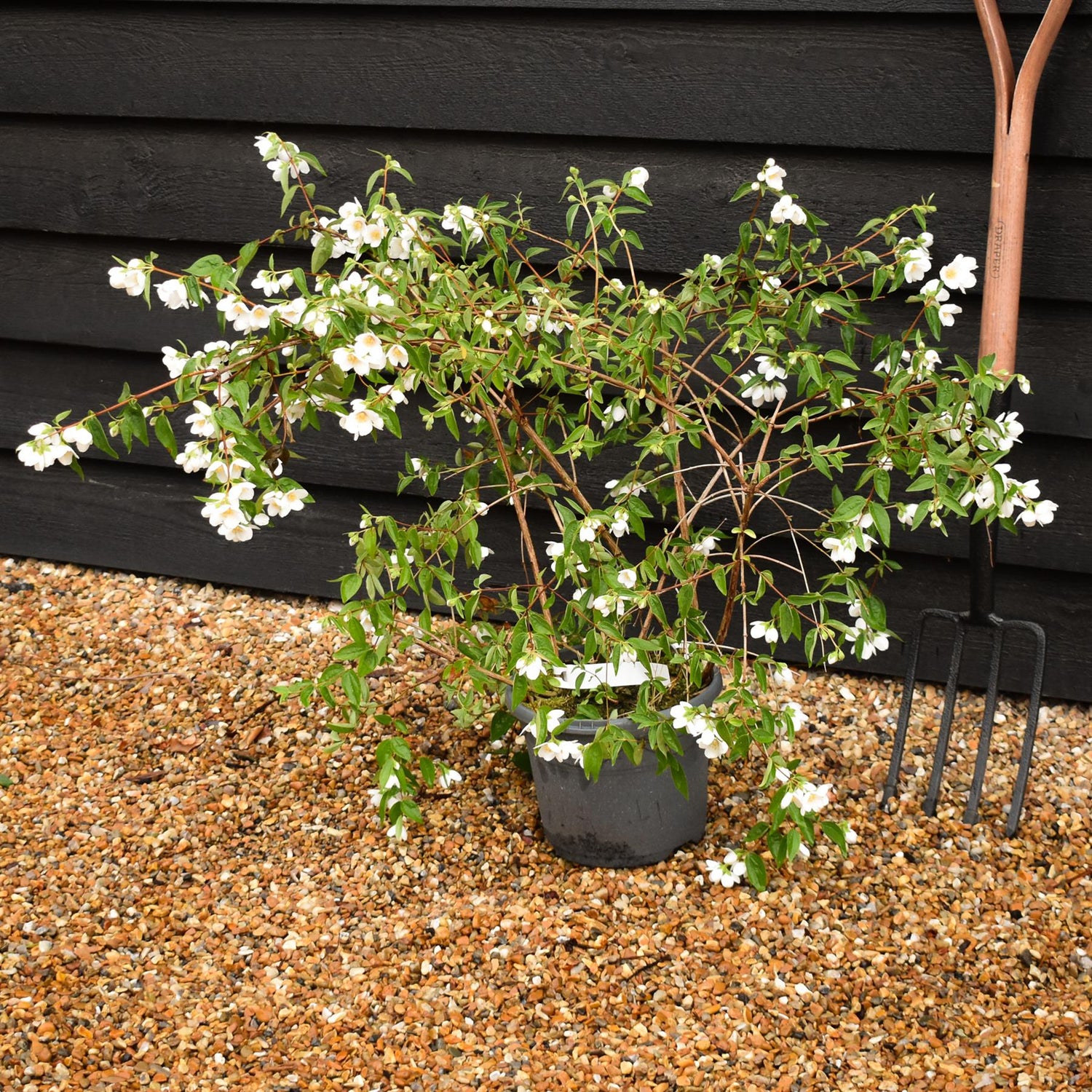Philadelphus 'Casa Azul' - Shrub - Height 70-90cm -5lt