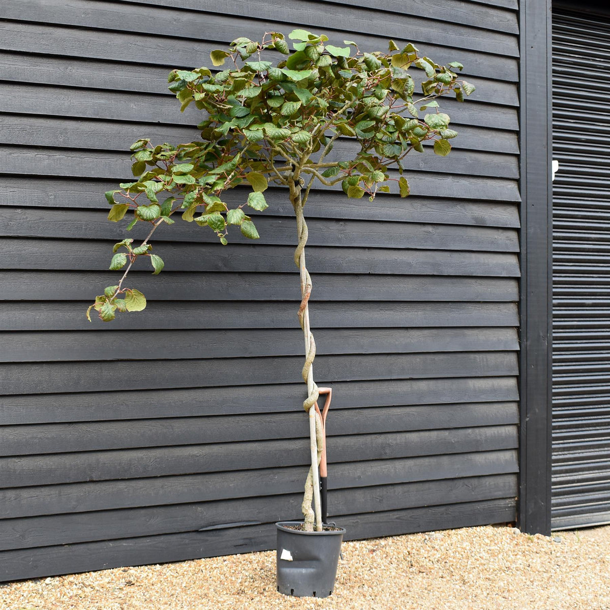 Actinidia chinensis | Kiwi Fruit Tree - Height 150-180cm - 25lt