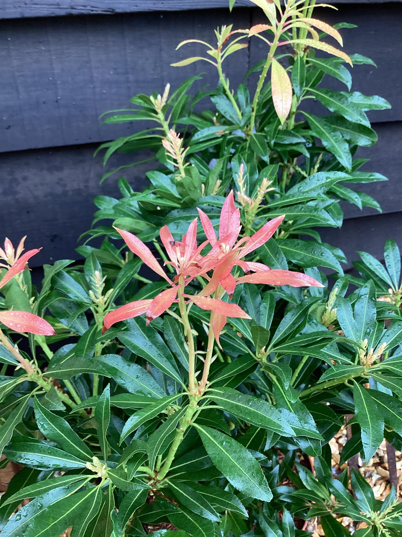 Pieris 'Forest Flame' - 55-60cm, 5lt