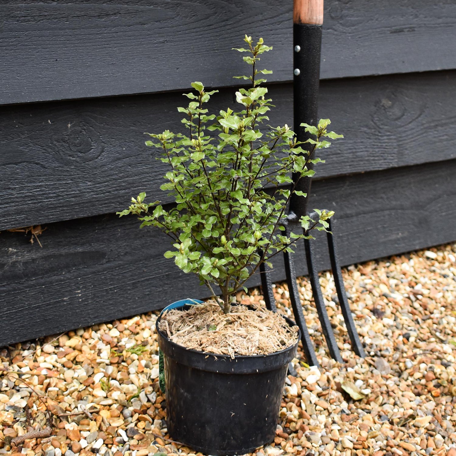 Pittosporum tenuifolium 'Wrinkled Blue' - Height 30-40cm - 2lt