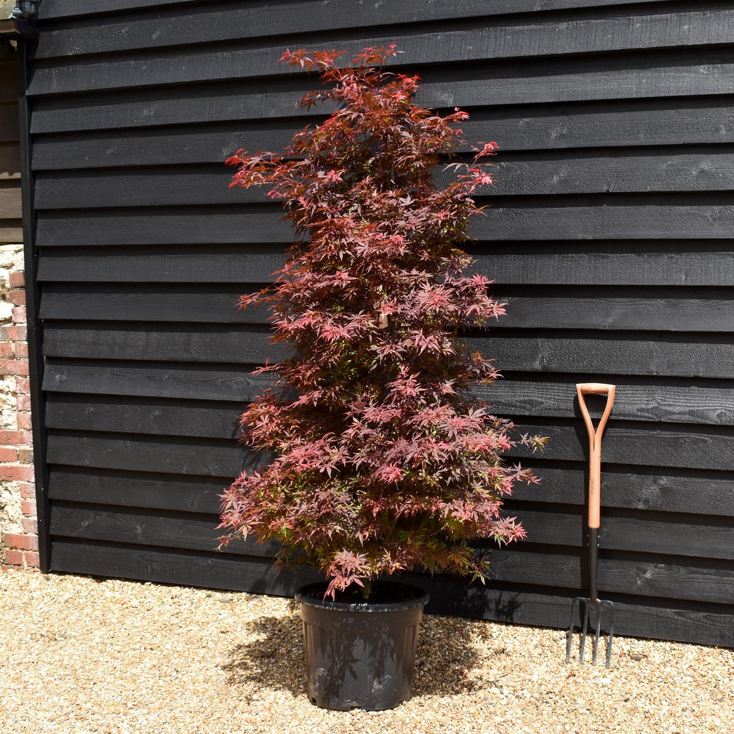 Japanese maple 'Shaina' | Acer palmatum - Bushy - Height 170-220cm - 35lt