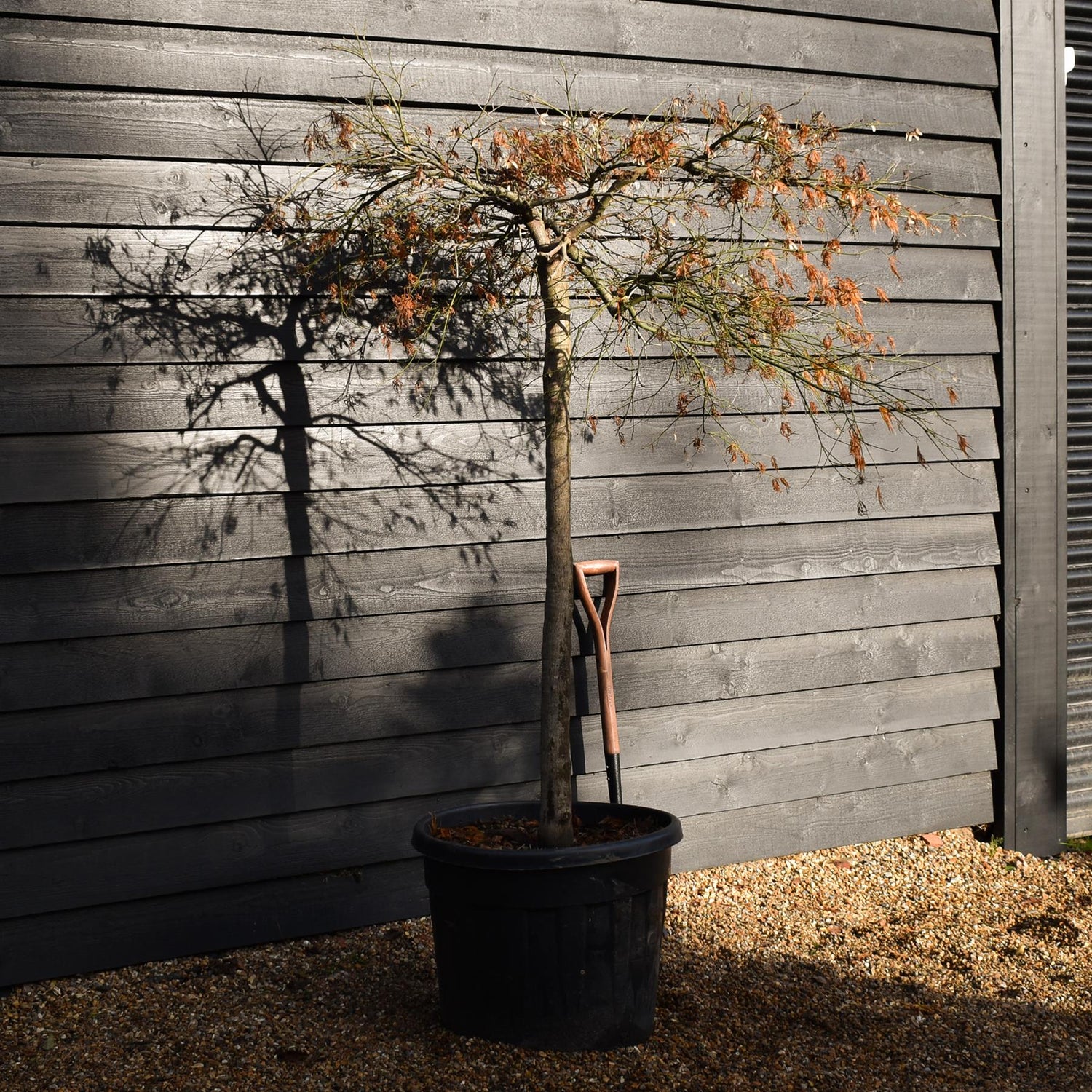 Acer palmatum dissectum | laceleaf Japanese maple -  Clear Stem 110cm - Height 140-150cm - 90lt