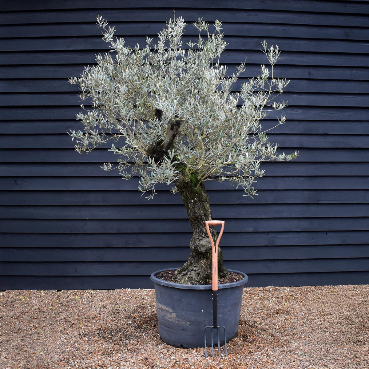 Orendel Tree Olive Tree | Olea Europea - Specimen - Curved leaning gnarly - Trunk h ...